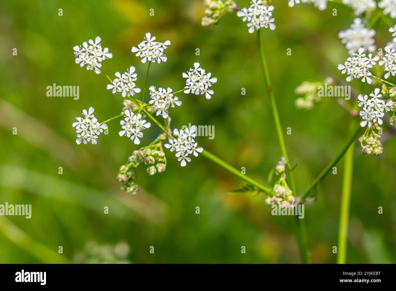 Chaerophyllum aureum Goldener Kerbel Goldener Kerbel. Stockfoto