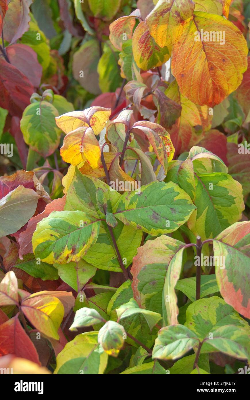 Blumen-Hartriegel (Cornus florida „Rainbow“), Blumenhai (Cornus florida Rainbow) Stockfoto