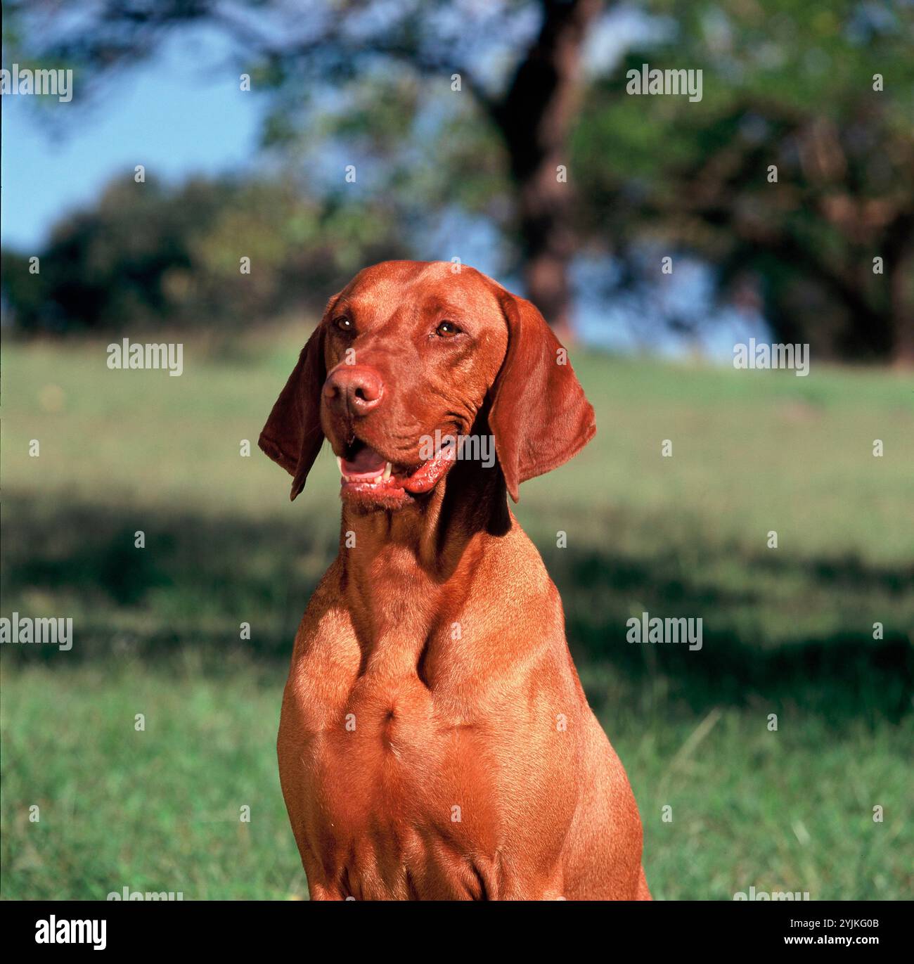 Haustiere. Erwachsener Hund. Ungarisches Vizla-Außenporträt. Stockfoto