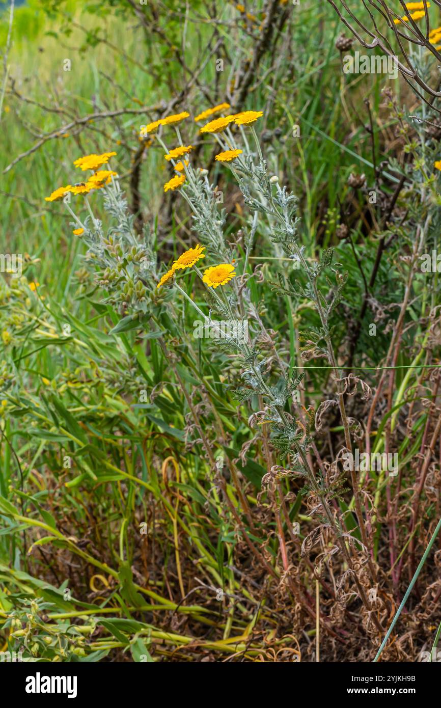 Gefiedertes Laub und gelbe Blüten von Cota tinctoria Kelwayi im Juni. Stockfoto