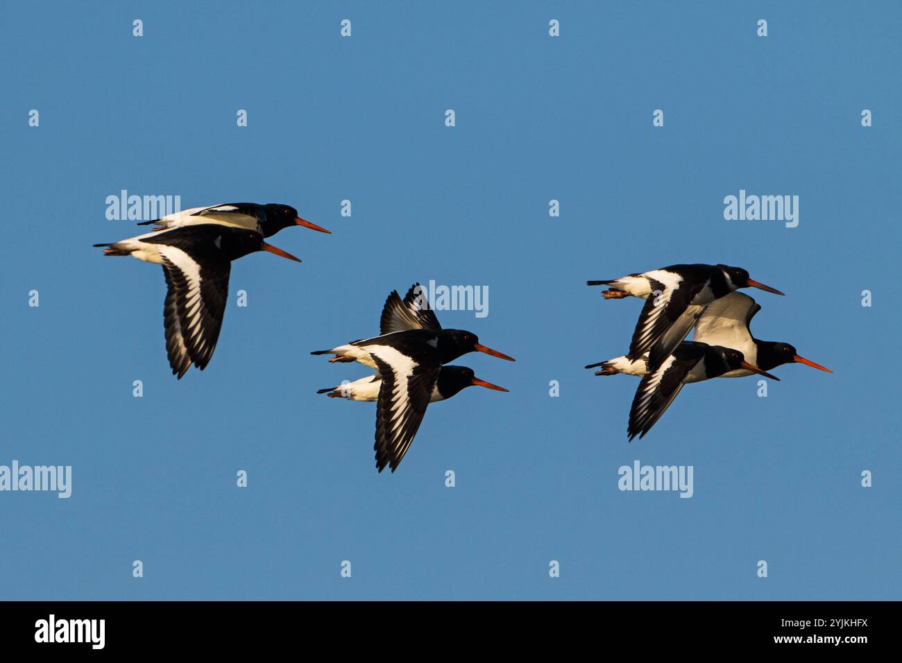 Eurasischen Austernfischer Haematopus ostralegus im Flug Farlington Sümpfe Hampshire und Isle of Wight Wildlife Trust finden in der Nähe von Portsmouth Hampshire Stockfoto