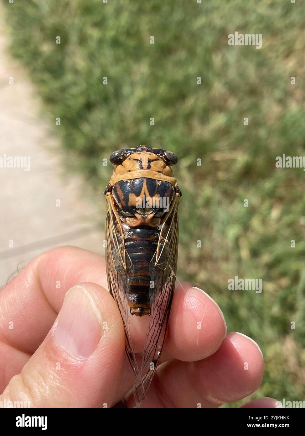 RESH Cicada (Megatibicen RESH) Stockfoto