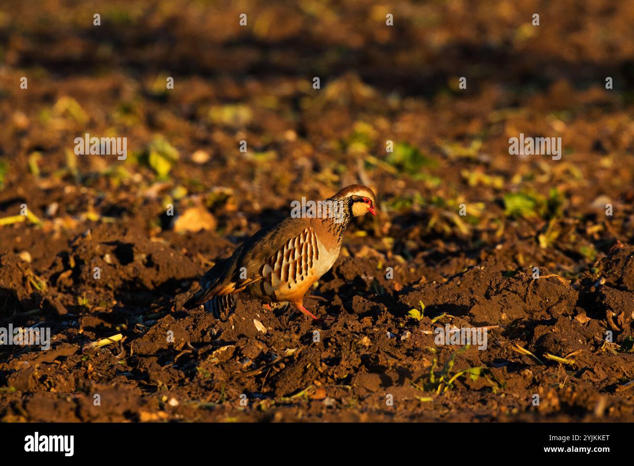 Red-legged Partridge Alectoris rufa in einem Feld von Zuckerrüben im frühen Morgenlicht, in der Nähe von Ringstead, Norfolk, England, UK, 2018 Stockfoto