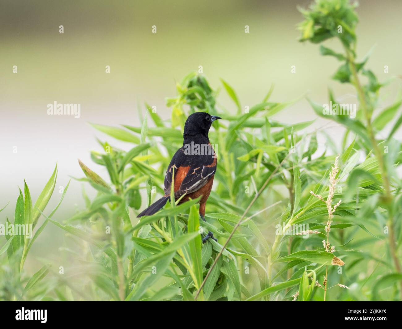 Orchard oriole icterus spurius male inmitten der Vegetation, de Soto National Wildlife Refuge, Iowa, USA, Juli 2019 Stockfoto