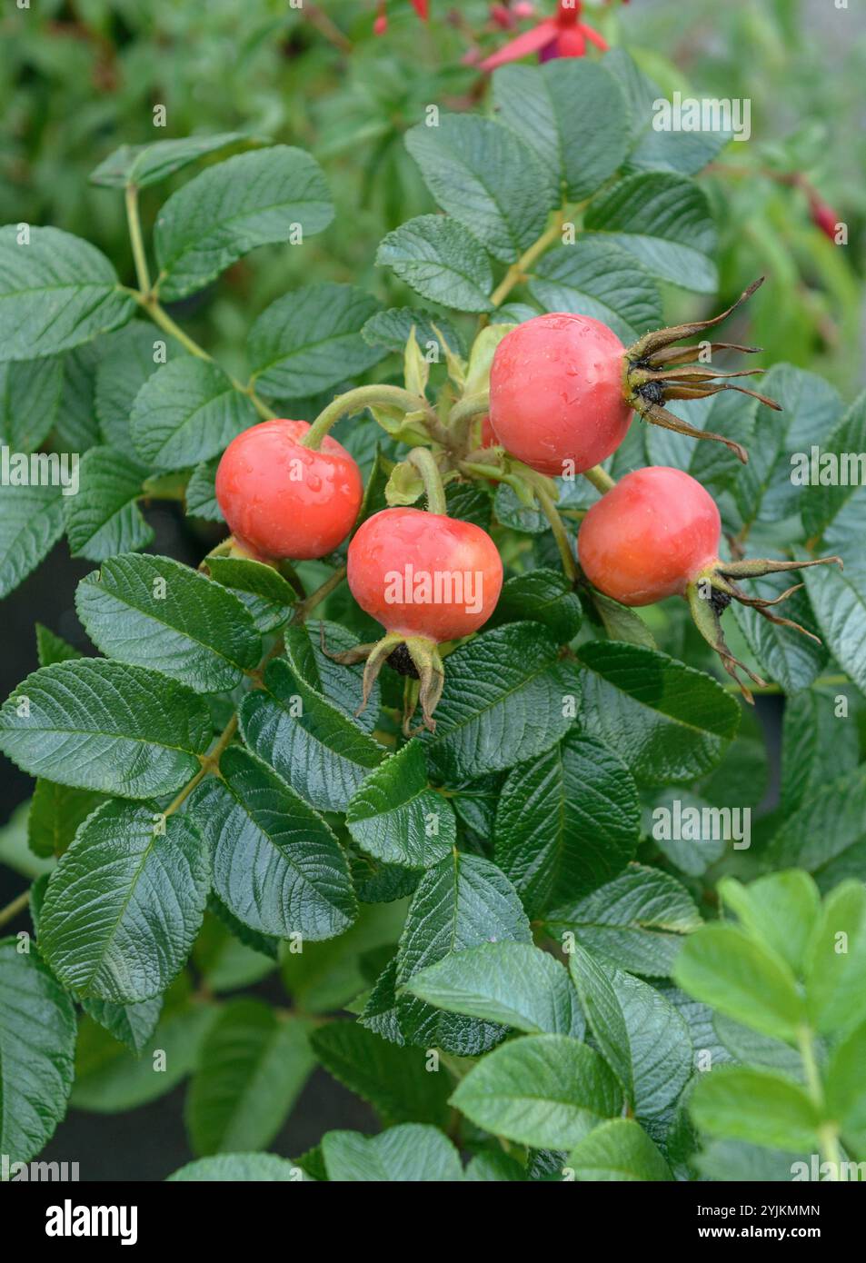 Kartoffelrose (Rosa rugosa), Kartoffelrose (Rosa rugosa) Stockfoto