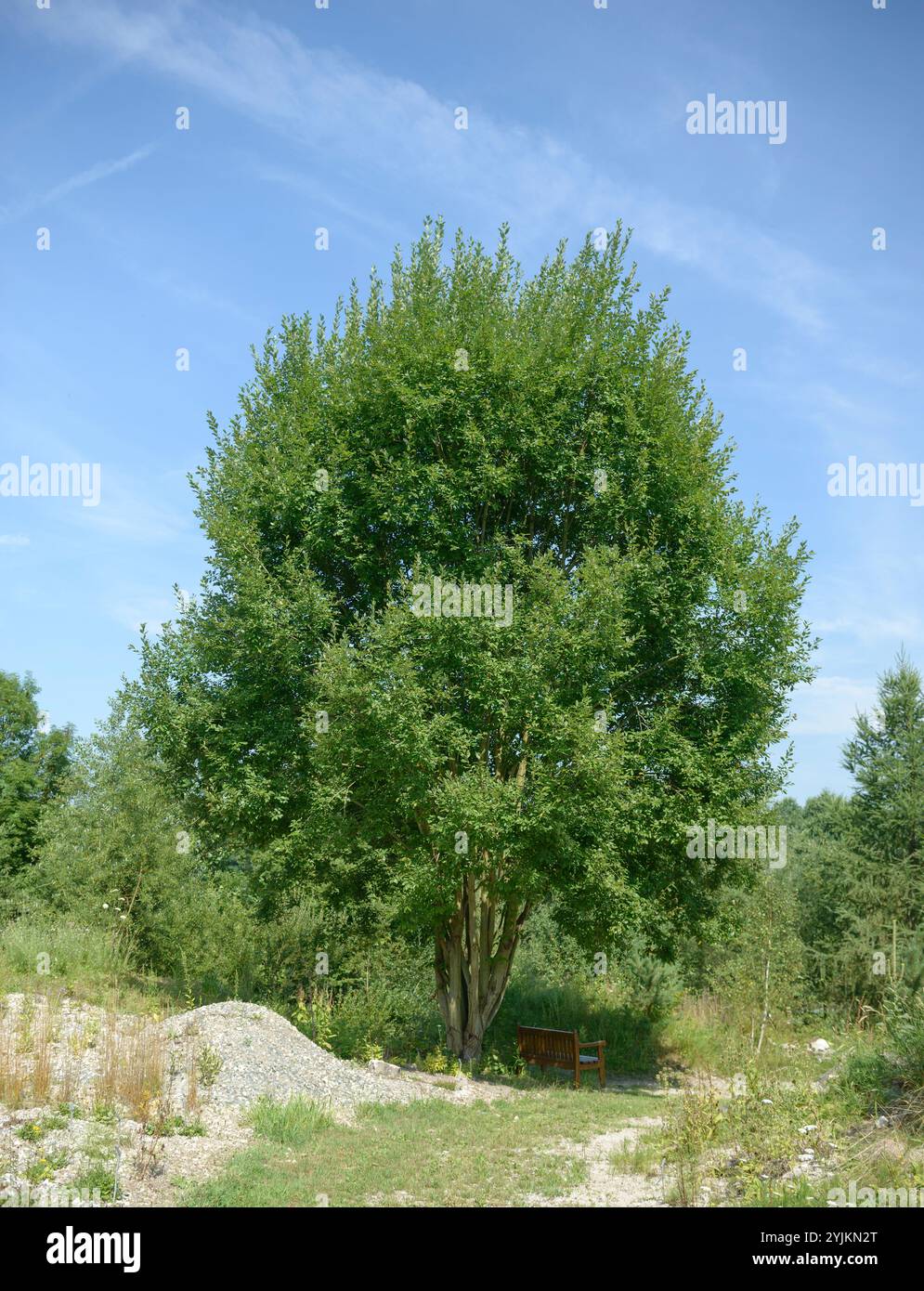 Sal-Weide (Salix caprea), Ziegenweide (Salix caprea) Stockfoto