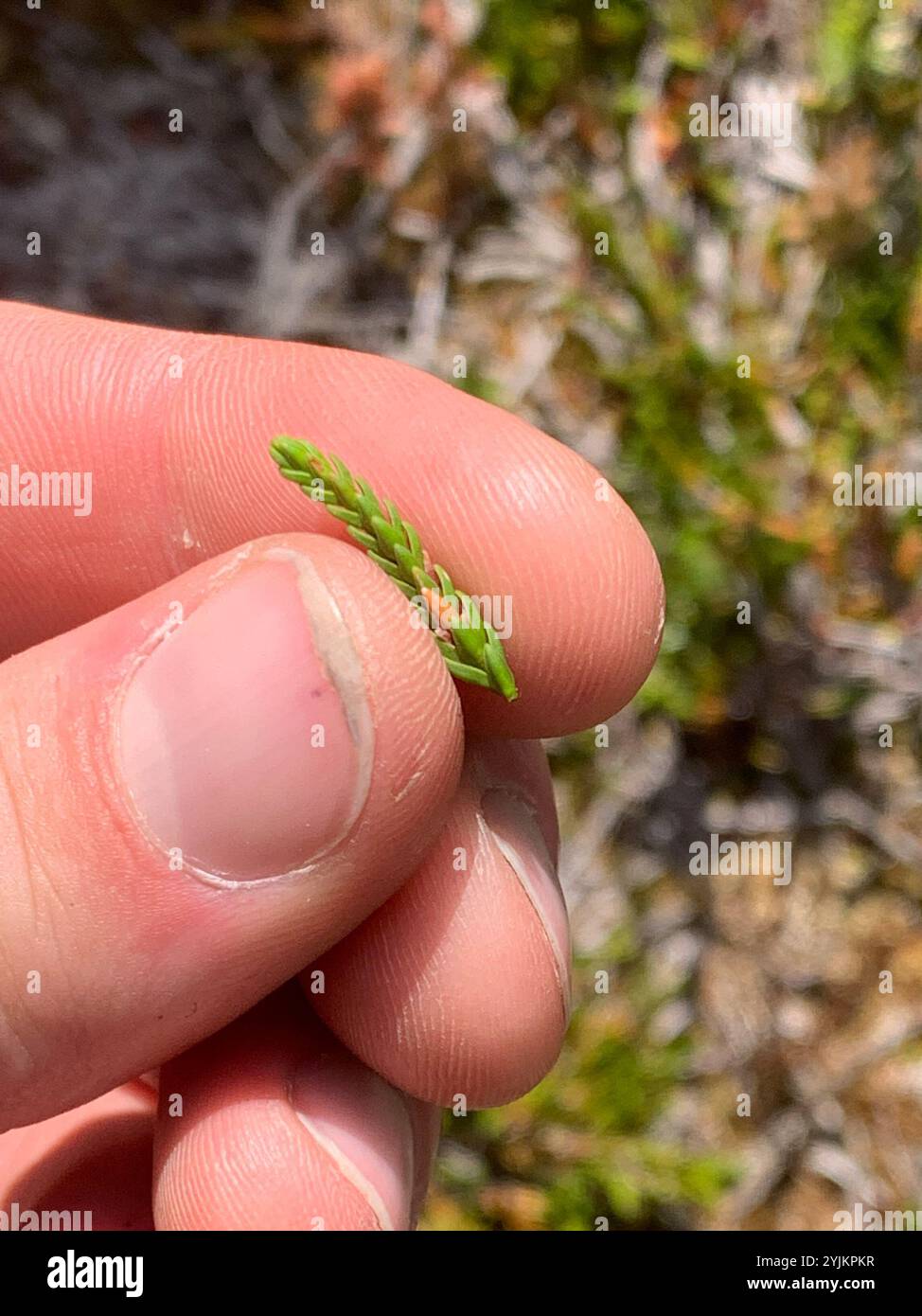 westliches Moos-Heidekraut (Cassiope mertensiana) Stockfoto