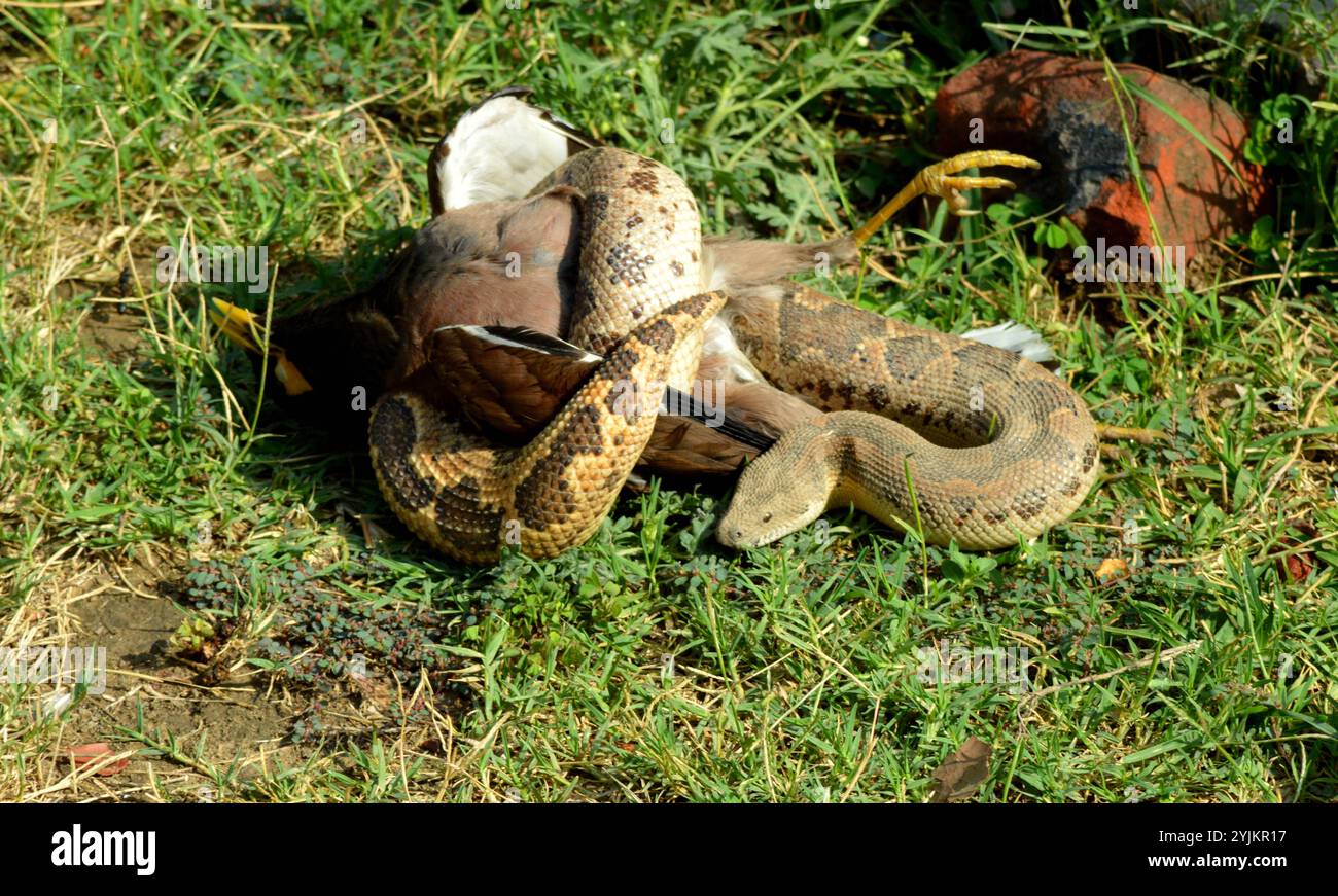 Junge Python mit einem Kill, Jim corbett Nationalpark, Wildlife Bhopal, Indien Stockfoto