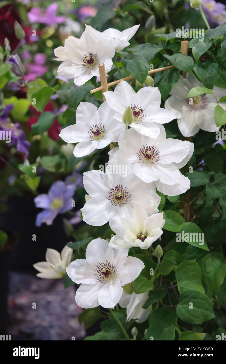 Waldrebe, Clematis NINON, Clematis Stockfoto