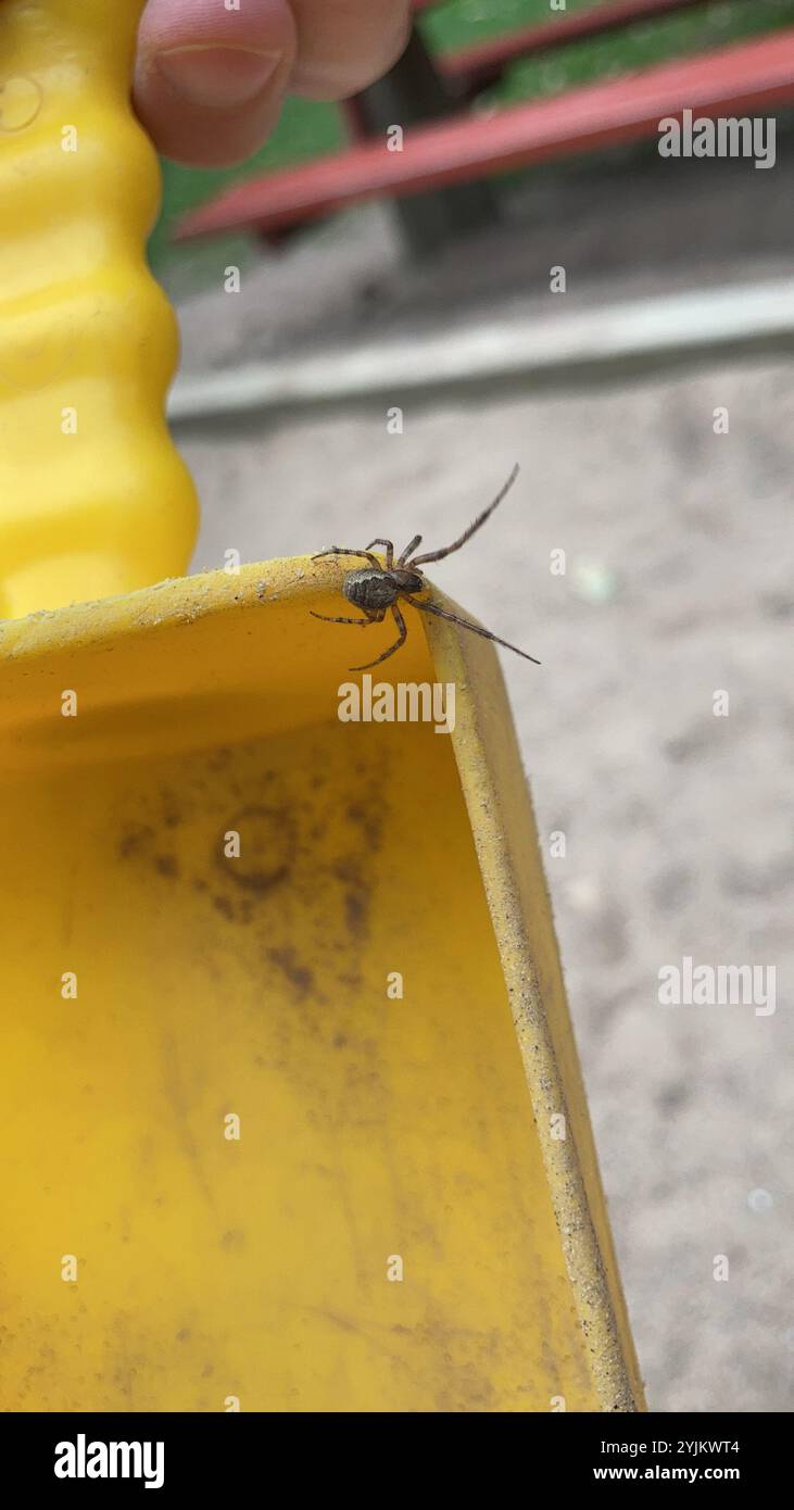 Silberseitige Sektorspinne (Zygiella x-notata) Stockfoto