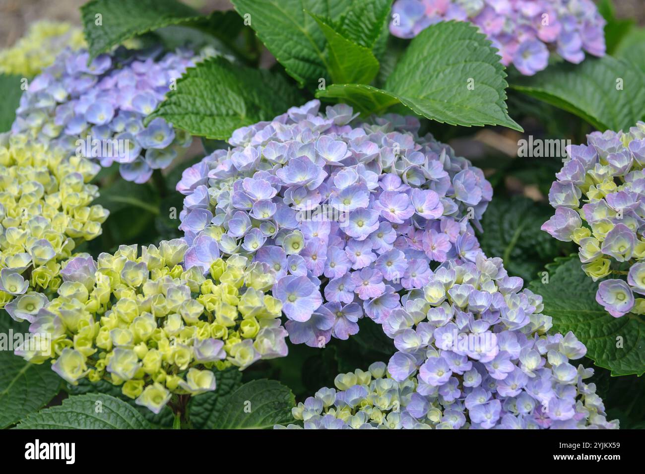 Garten-Hortensie, Hortensie macrophylla FOREVER & EVER Blue, Garten Hortensie Stockfoto