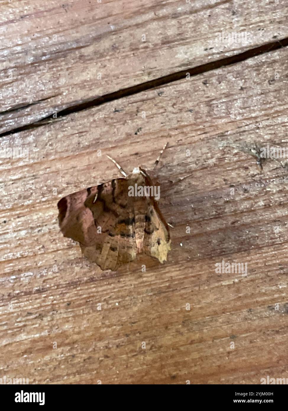 Lila Thorn (Selenia Tetralunaria) Stockfoto