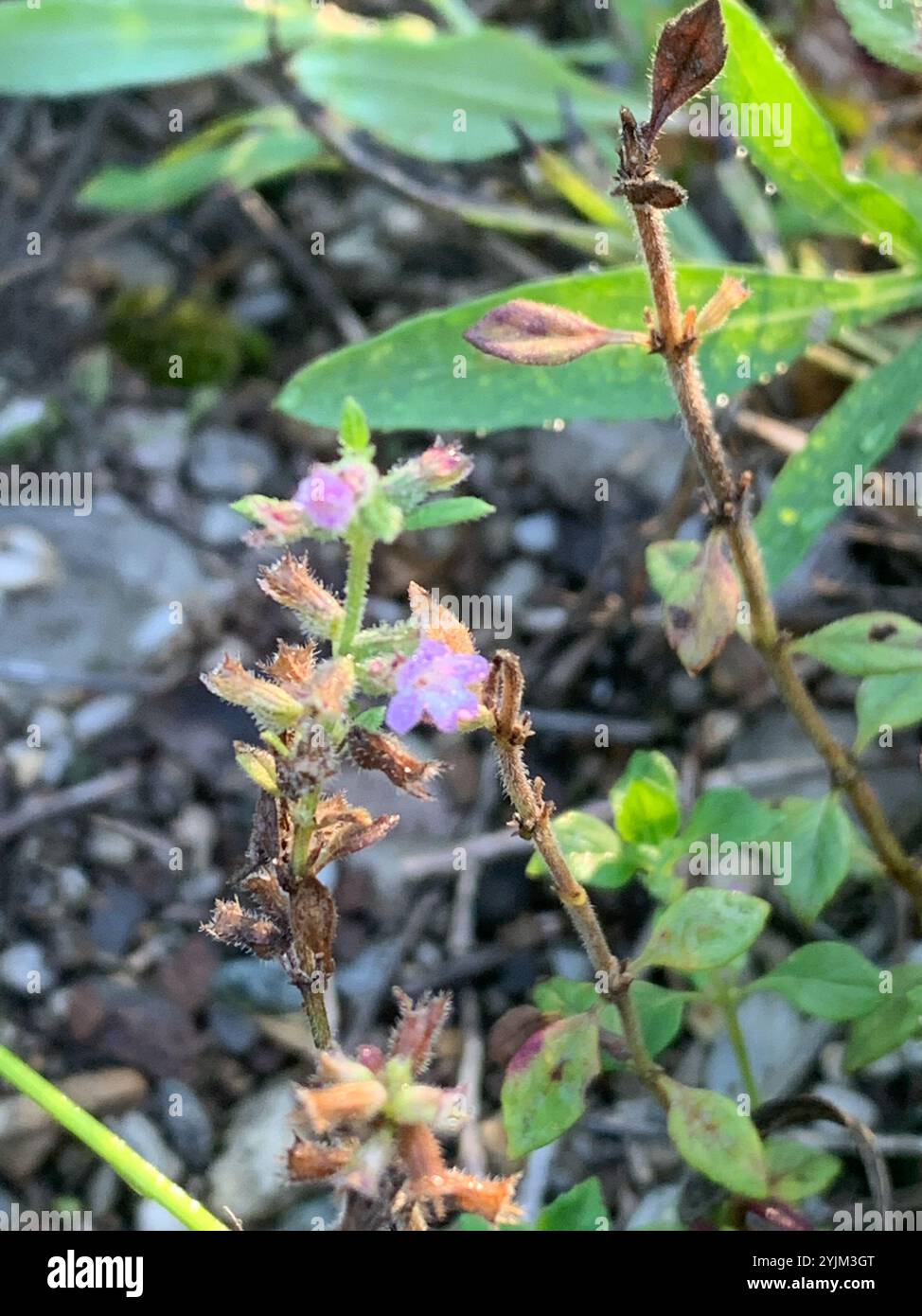 basilikum-Thymian (Clinopodium acinos) Stockfoto