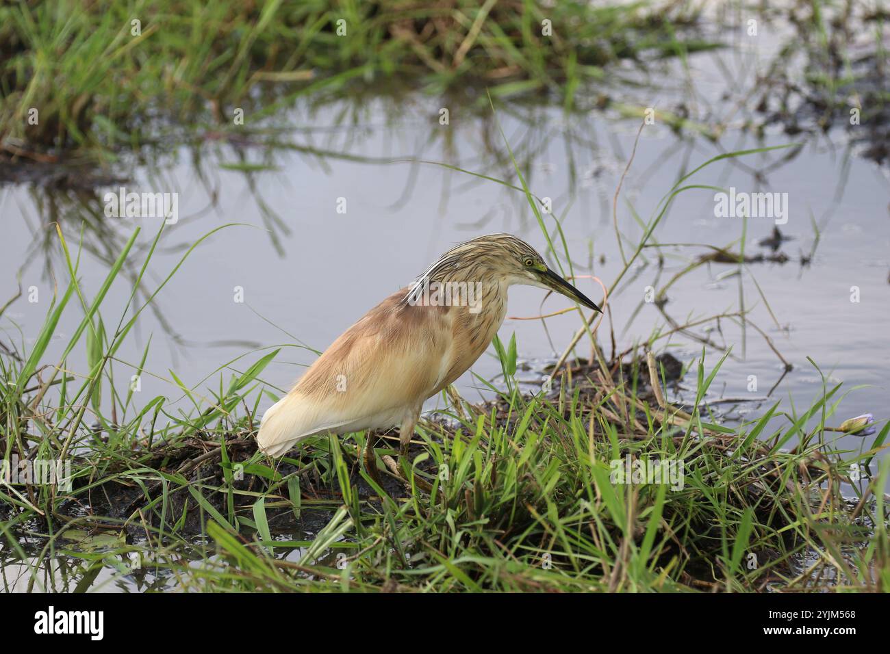 Squacco Heron - Ardeola ralloides Stockfoto