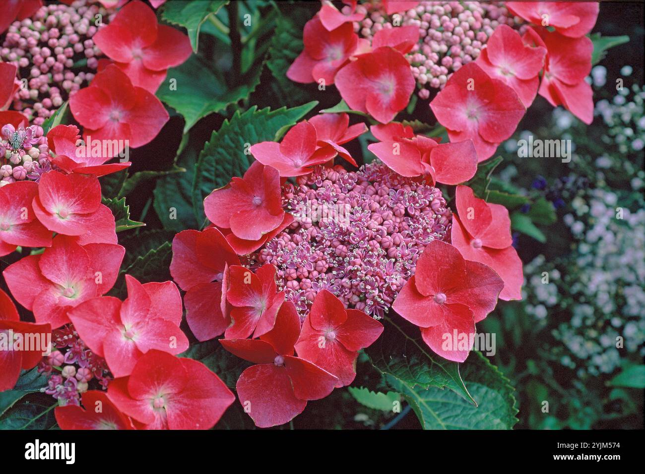 Gartenhortensie, Hortensie macrophylla Kardinal, Gartenhortensie, Hortensie macrophylla Cardinal Stockfoto