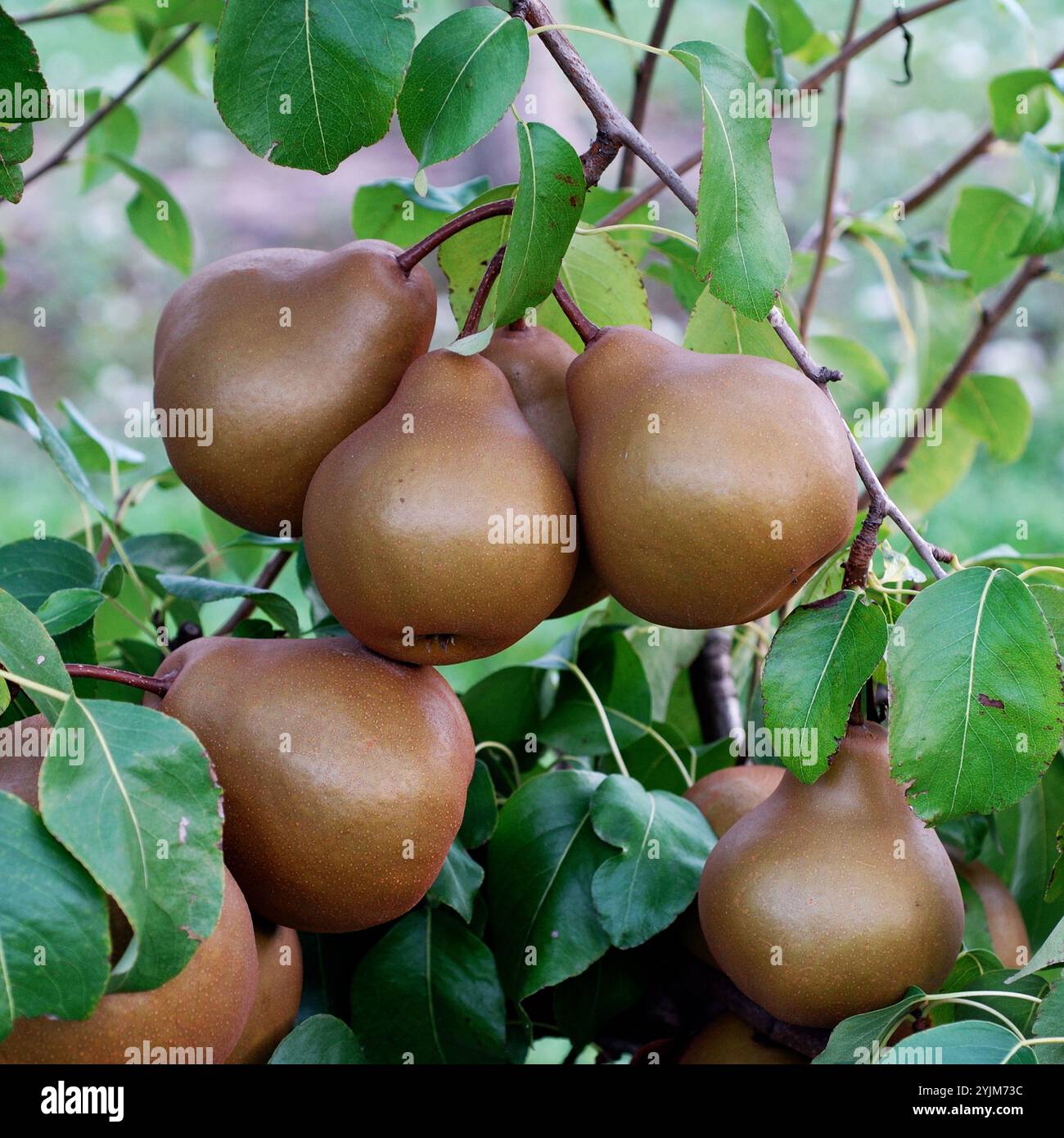 Pyrus communis Uta Stockfoto