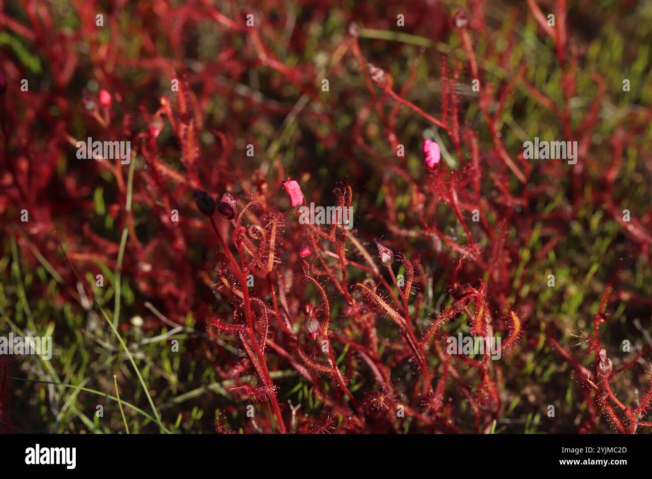 Mohnblumen-Sonnentau (Drosera cistiflora) Stockfoto