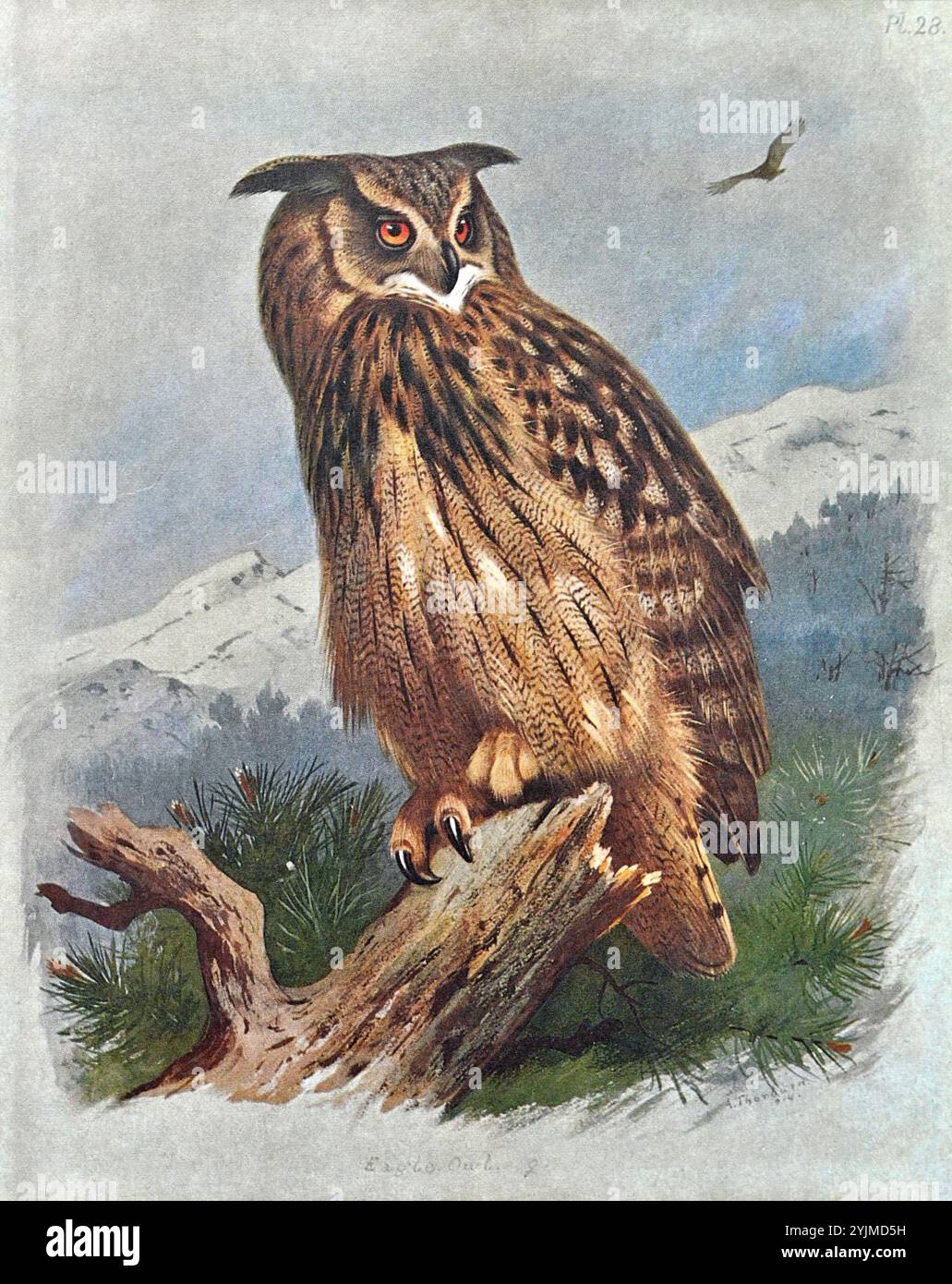 Eagle Owl (Bubo Bubo), Vintage Aquarellillustration von 1915. Original des schottischen Künstlers Archibald Thorburn. Stockfoto