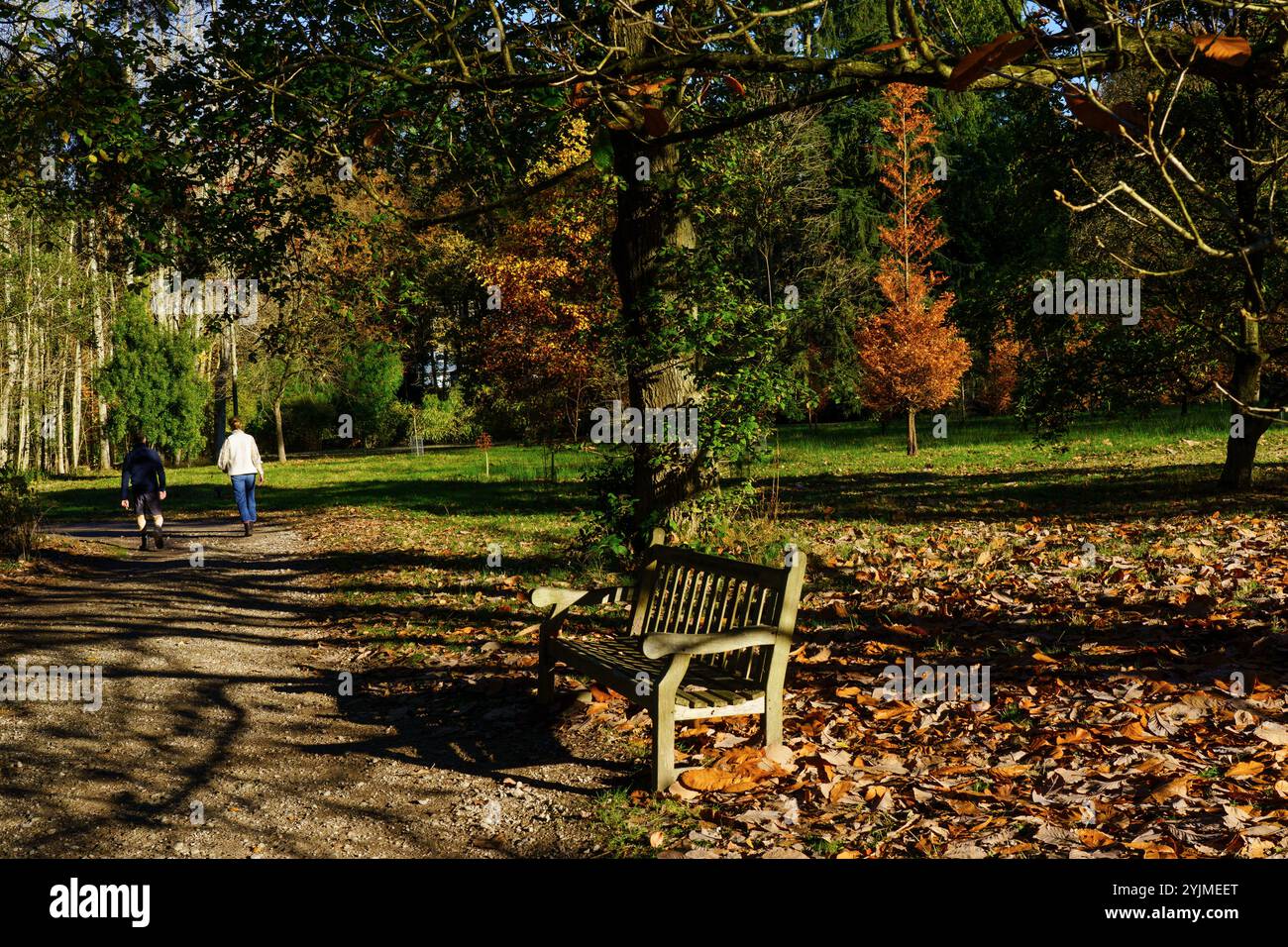 Ein Paar, das einen Spaziergang entlang eines Schotterpfads inmitten farbenfroher Herbstlaub macht, RHS, Harlow Carr, Harrogate, Yorkshire. Stockfoto