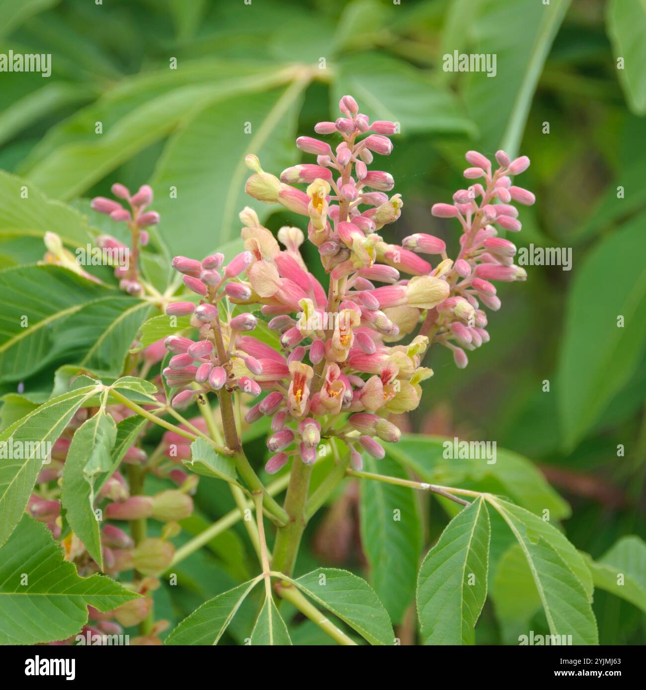 Echter Pavie, Aesculus pavia Rosea Nana, Real Pavie Stockfoto