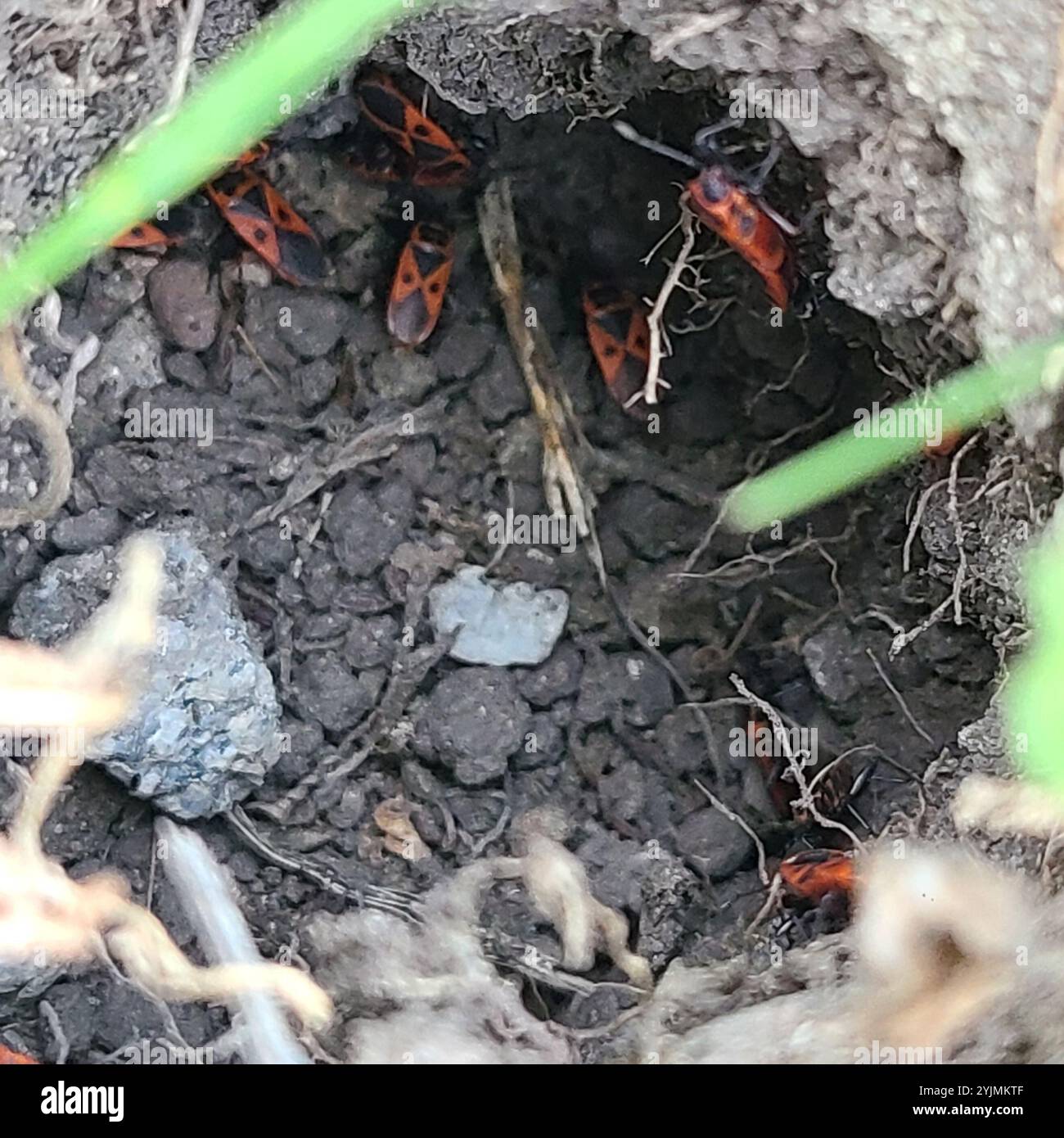 Rote Käfer (Scantius aegyptius) Stockfoto