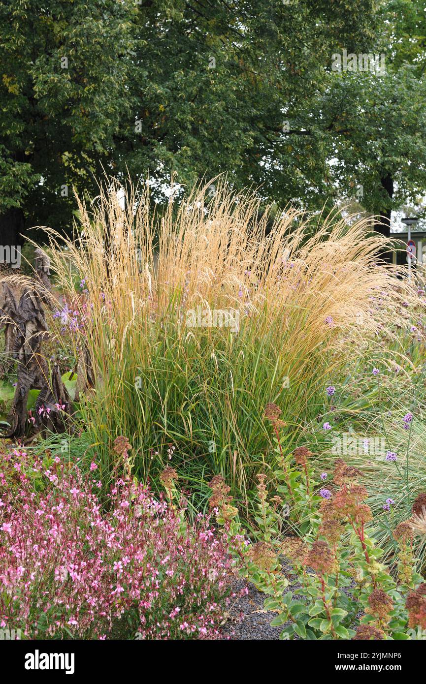 Garten-Reitgras Calamagrostis x acutiflora Karl Foerster, Garten Schilfgras Calamagrostis Karl Foerster x acutiflora, Garten Schilfgras Calamagrostis Stockfoto