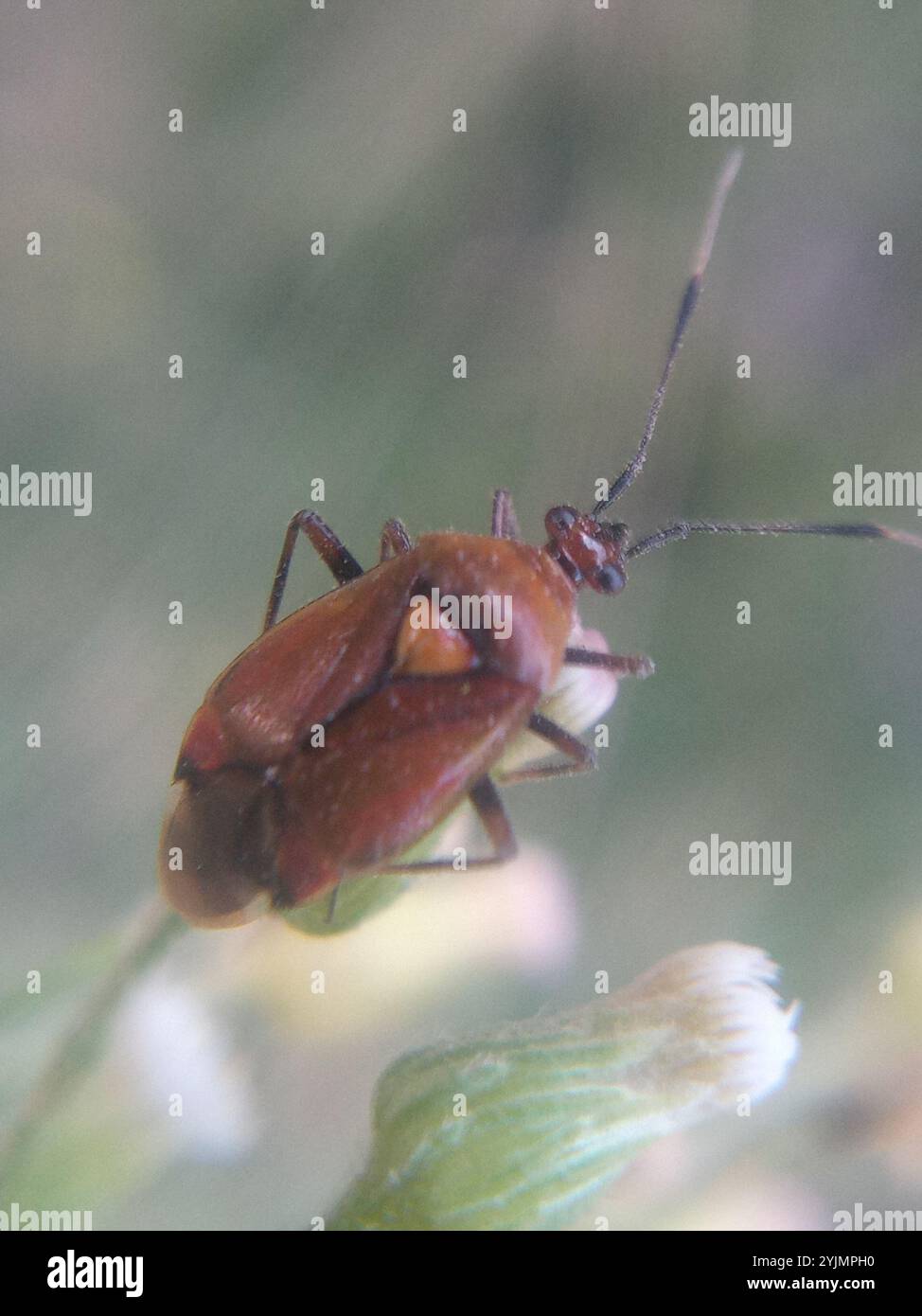 Rotfleckige Pflanzenwanze (Deraeocoris ruber) Stockfoto