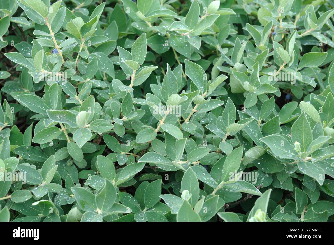 Maibeere, Lonicera caerulea var. Kamtschatica, Mayberry Stockfoto