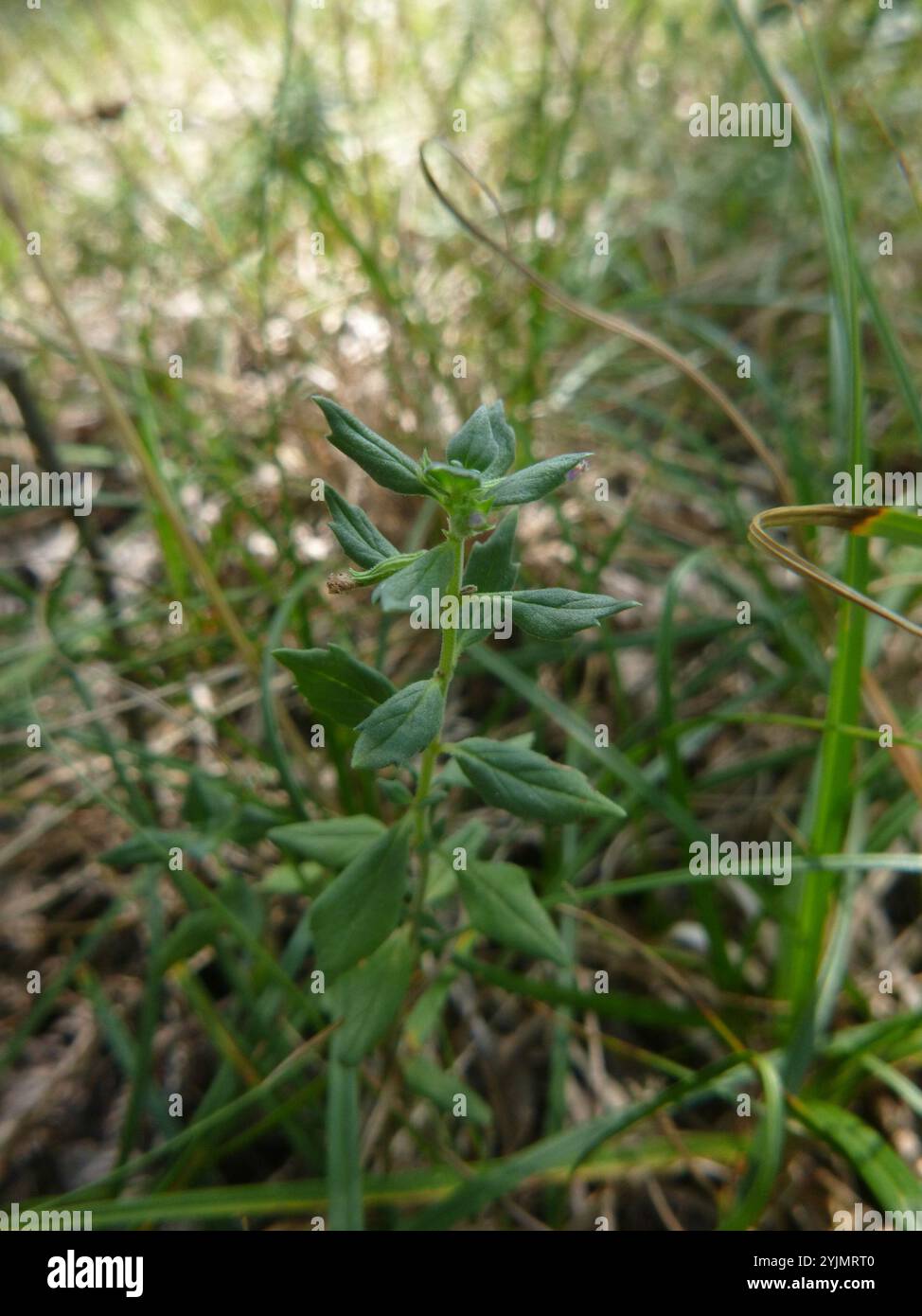 basilikum-Thymian (Clinopodium acinos) Stockfoto