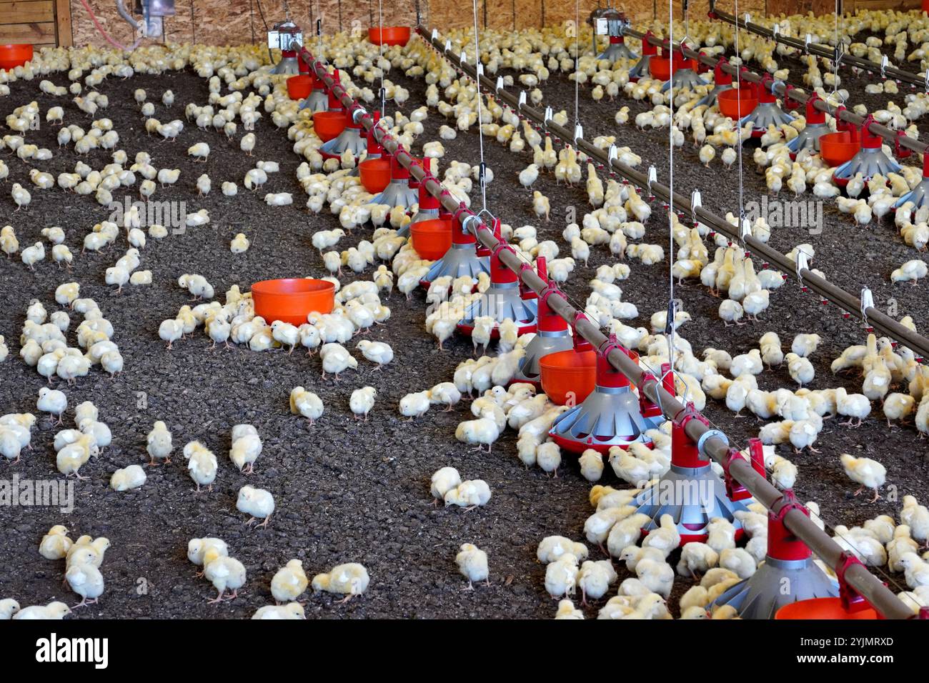 Junge Hühner, die in einer Scheune auf einer Geflügelfarm essen Stockfoto