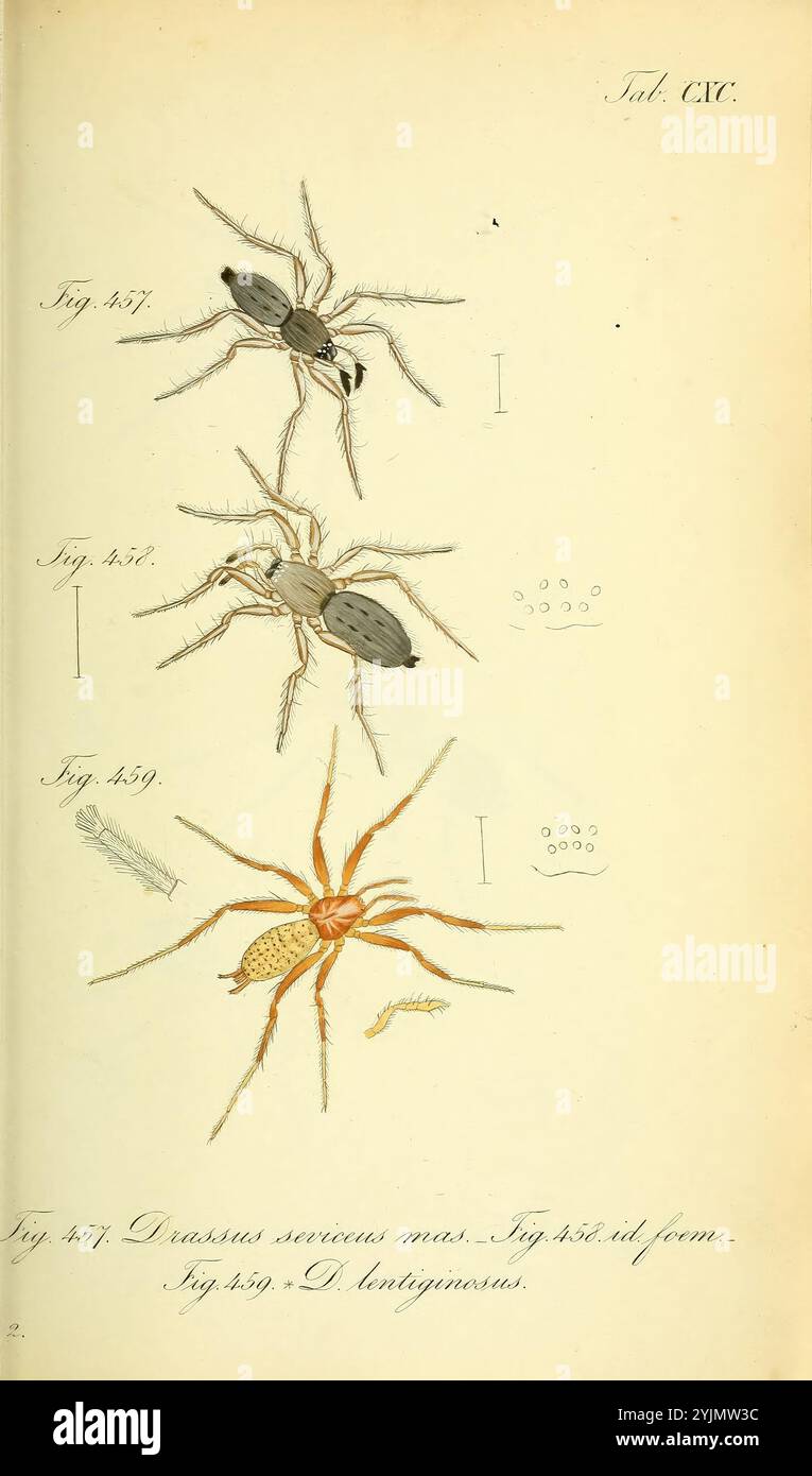 Die Abbildung zeigt mehrere detaillierte Darstellungen von Arachniden, insbesondere von verschiedenen Spinnenarten. Im oberen Bereich befinden sich zwei Spider mit der Aufschrift „Abb. 851" und „Abb. 852,' und ihre besonderen physikalischen Eigenschaften, einschließlich Körperform und Beinstruktur, hervorheben. Darunter finden Sie „Abb. 859' präsentiert eine weitere Spinne mit bemerkenswerten Merkmalen. Zu den Spinnen gehören kleine, aufwendig gezeichnete Figuren, die möglicherweise ihre Eisäcke oder zusätzliche anatomische Details darstellen. Die Gesamtpräsentation betont die Vielfalt und Komplexität dieser Kreaturen innerhalb ihrer jeweiligen Kreaturen Stockfoto