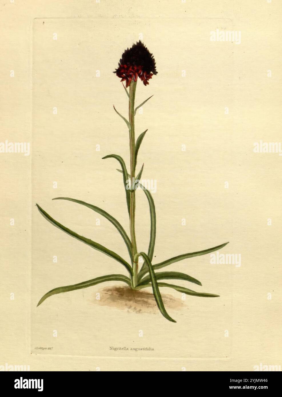 Eine hohe, schlanke Pflanze steht im Vordergrund und zeigt einen langen Stamm, der einen auffälligen Blumenkopf trägt. Die Blüte zeichnet sich durch eine dichte Ansammlung tiefroter und schwarzer Blüten aus, die einen dramatischen Kontrast zu den grünen Blättern bilden. Die Blätter sind lang und schmal und erstrecken sich anmutig von der Basis des Stängels, was das elegante Aussehen der Pflanze unterstreicht. Unten ist der Boden leicht strukturiert, was den natürlichen Lebensraum dieses einzigartigen botanischen Exemplars hervorhebt. Diese Pflanze ist ein Beispiel für Schönheit in der Natur und zieht mit ihren lebhaften Farben und ihrer komplexen Struktur Aufmerksamkeit auf sich Stockfoto