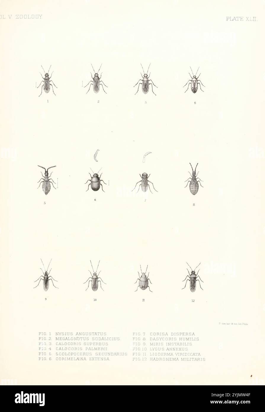 Das Layout enthält eine Sammlung detaillierter Abbildungen verschiedener Insektenarten, die jeweils mit entsprechenden Zahlen gekennzeichnet sind. Die Insekten werden in einem präzisen und wissenschaftlichen Stil dargestellt, wobei die besonderen anatomischen Merkmale hervorgehoben werden. Von oben nach unten zeigen die Abbildungen verschiedene Arten von Insekten mit ihren jeweiligen Namen daneben, was eine klare Referenz für die Identifizierung darstellt. Das Layout ist strukturiert und systematisch, wodurch die Vielfalt dieser Kreaturen im Kontext der entomologischen Untersuchung hervorgehoben wird Stockfoto