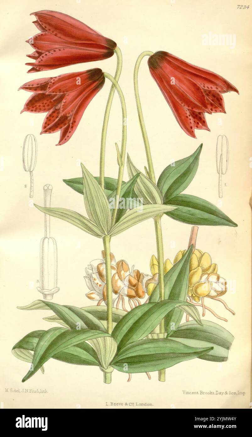 Eine wunderschön illustrierte Darstellung zweier auffälliger roter Blumen mit einzigartigen gepunkteten Blüten, elegant auf schmalen grünen Stielen angeordnet. Die Blumen, die denen der Fritillaria-Gattung ähneln, stehen stolz inmitten üppiger grüner Blätter. Im Hintergrund sind zarte botanische Details zu sehen, darunter kleinere Blumenelemente und zusätzliches Laub, die die komplizierte Schönheit der Pflanze verdeutlichen. Die Präsentation hebt sowohl die lebhafte Blütenfärbung als auch die detaillierte Struktur der umliegenden botanischen Komponenten hervor und unterstreicht die Harmonie des Designs der Natur Stockfoto