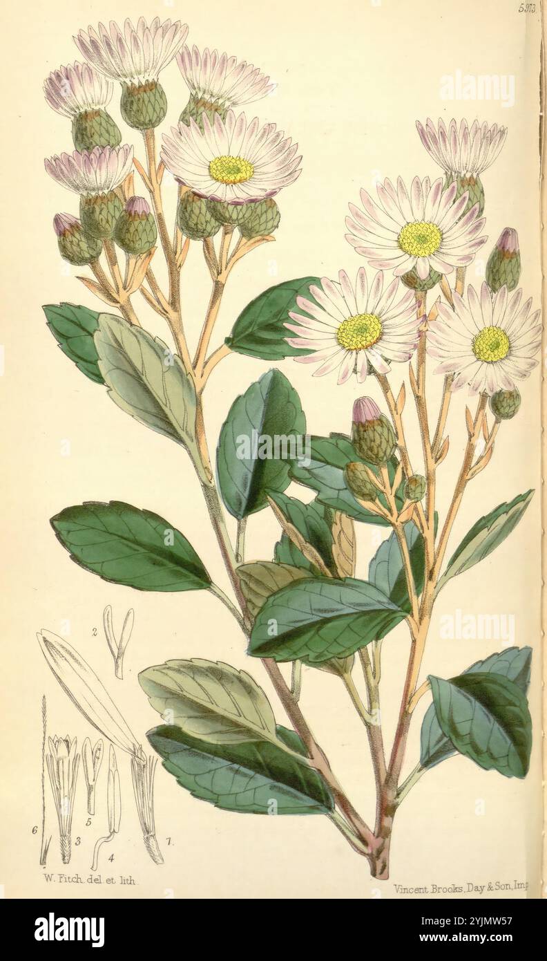 Eine botanische Illustration einer blühenden Pflanze, die zarte, Gänseblümchen-ähnliche Blüten mit weißen Blüten und gelben Mittelpunkten zeigt. Die Blüten sind in verschiedenen Blütestadien dargestellt, umgeben von abgerundeten grünen Blättern mit einer glänzenden Textur. Unter der Hauptdarstellung befinden sich detaillierte Zeichnungen der Fortpflanzungsstrukturen der Pflanze, einschließlich verlängerter Blütenpartien, die einen Einblick in ihre Anatomie geben. Die Gesamtzusammensetzung unterstreicht die Feinheiten der Morphologie der Pflanze und unterstreicht sowohl ihre ästhetische Anziehungskraft als auch ihr wissenschaftliches Interesse. Stockfoto