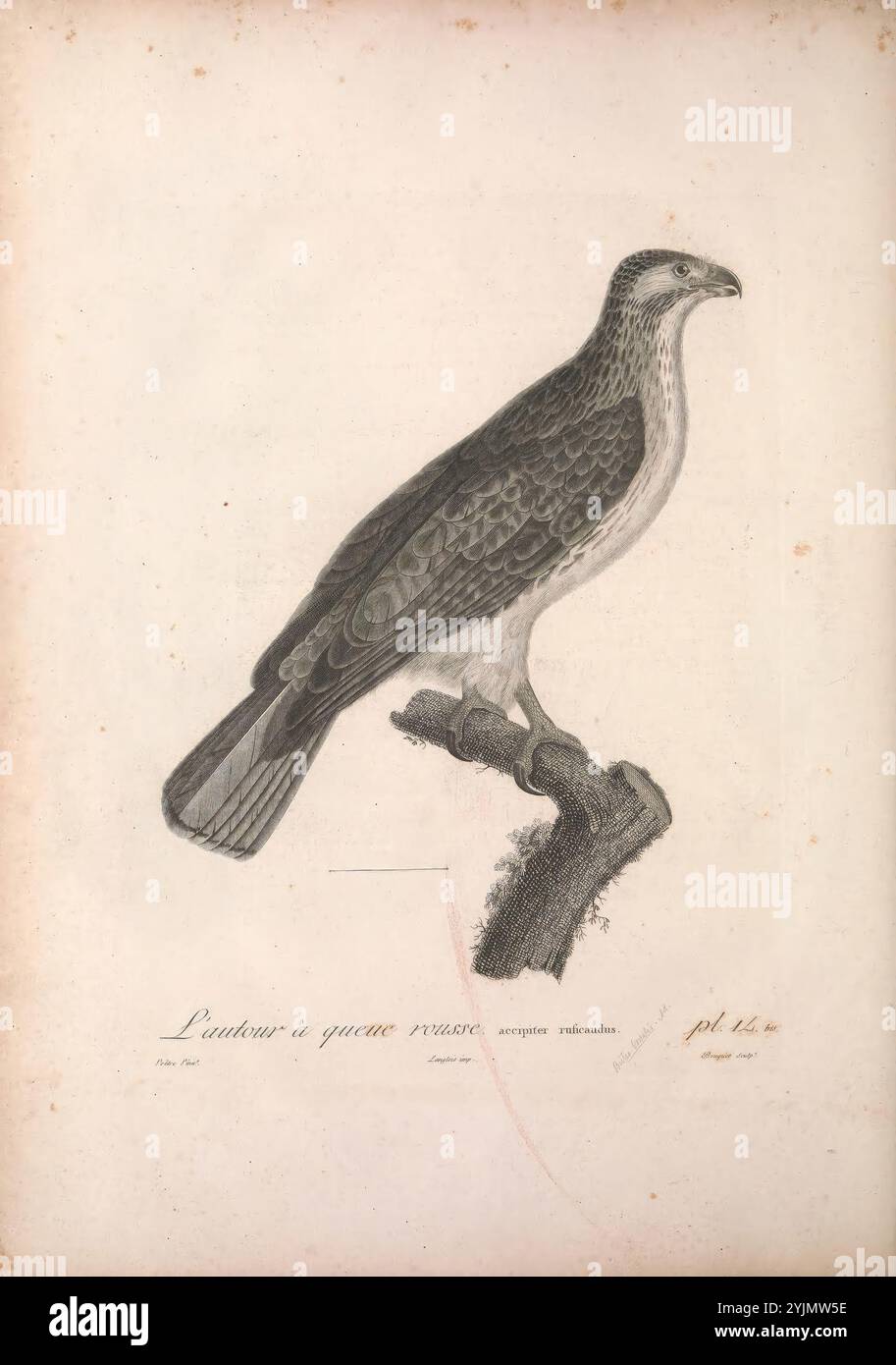 Eine detaillierte Abbildung eines Vogels, der auf einem Zweig thront und seine Besonderheiten zeigt. Der Vogel wird mit einem scharfen Schnabel, kräftigen Krallen und einem gefiederten Körper dargestellt, der durch eine Mischung aus hellen und dunklen Mustern gekennzeichnet ist, was seine natürliche Tarnung unterstreicht. Die Komposition betont den scharfen Blick und die gemäßigte Haltung des Vogels, was auf Wachheit und Bereitschaft hindeutet. Unter der Abbildung befindet sich ein handgeschriebenes Etikett, das seinen Namen in einer stilisierten Schrift angibt, zusammen mit einer Nummernschildplatte, die darauf hinweist, dass es Teil einer kuratierten Sammlung von Vogelarten ist. Dieses Kunstwerk spiegelt eine Wertschätzung für die Ornithologie wider Stockfoto