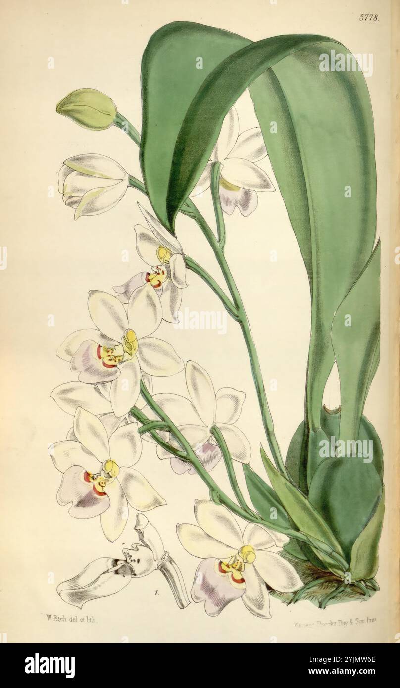 Eine wunderschön illustrierte Darstellung einer Orchideenpflanze mit zarten, weißen Blüten mit subtilen violetten Anklängen in der Mitte jeder Blume. Die komplizierten Details betonen die strukturierten Blütenblätter und die üppig grünen Blätter, die sich elegant aufpeppen. Die Abbildung enthält Anmerkungen und botanische Merkmale, die ihre einzigartigen Merkmale betonen und einen wissenschaftlichen Kontext bieten. Die Gesamtkomposition fängt die Eleganz und Komplexität dieser exotischen Art ein und lädt zu Bewunderung für ihre natürliche Schönheit ein Stockfoto