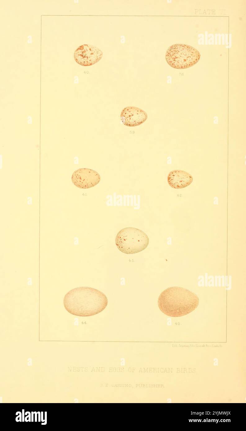 Eine Sammlung mit verschiedenen Vogeleiern, die jeweils mit eindeutigen Kennungen versehen sind. Das Display zeigt verschiedene Größen, Formen und Muster von Eiern, von gesprenkelten bis zu glatten Oberflächen. Das Arrangement veranschaulicht die Vielfalt der amerikanischen Vogelarten, wobei die Eier ordentlich und organisiert positioniert werden. Illustrationen geben Einblicke in die Natur und betonen die faszinierenden Eigenschaften der Vogelvermehrung und des Nistverhaltens Stockfoto