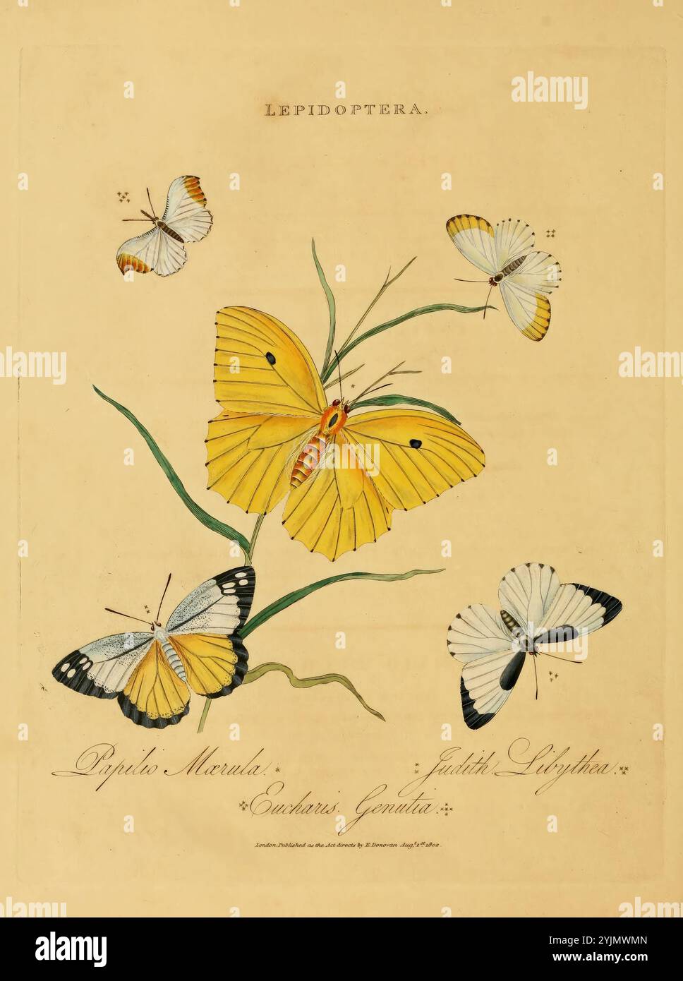 Eine lebendige Illustration mit verschiedenen Schmetterlingsarten, die jeweils einzigartige Muster und Farben zeigen. In der Mitte befindet sich ein großer Schmetterling mit auffälligen gelben Flügeln, die mit schwarzen Randmarkierungen und orangefarbenen Akzenten verziert sind, was darauf hindeutet, dass er zur Gattung Papilio gehört. Um ihn herum befinden sich kleinere Schmetterlinge, darunter ein Schmetterling mit zarten weißen und schwarzen Flügeln und ein anderer, der der gleichen Farbpalette ähnelt, aber ein anderes Muster aufweist. Die Gesamtkomposition unterstreicht die Vielfalt innerhalb der Lepidopterenordnung, wobei jeder Schmetterling anmutig auf einem schmalen grünen Stiel thront, umgeben Stockfoto