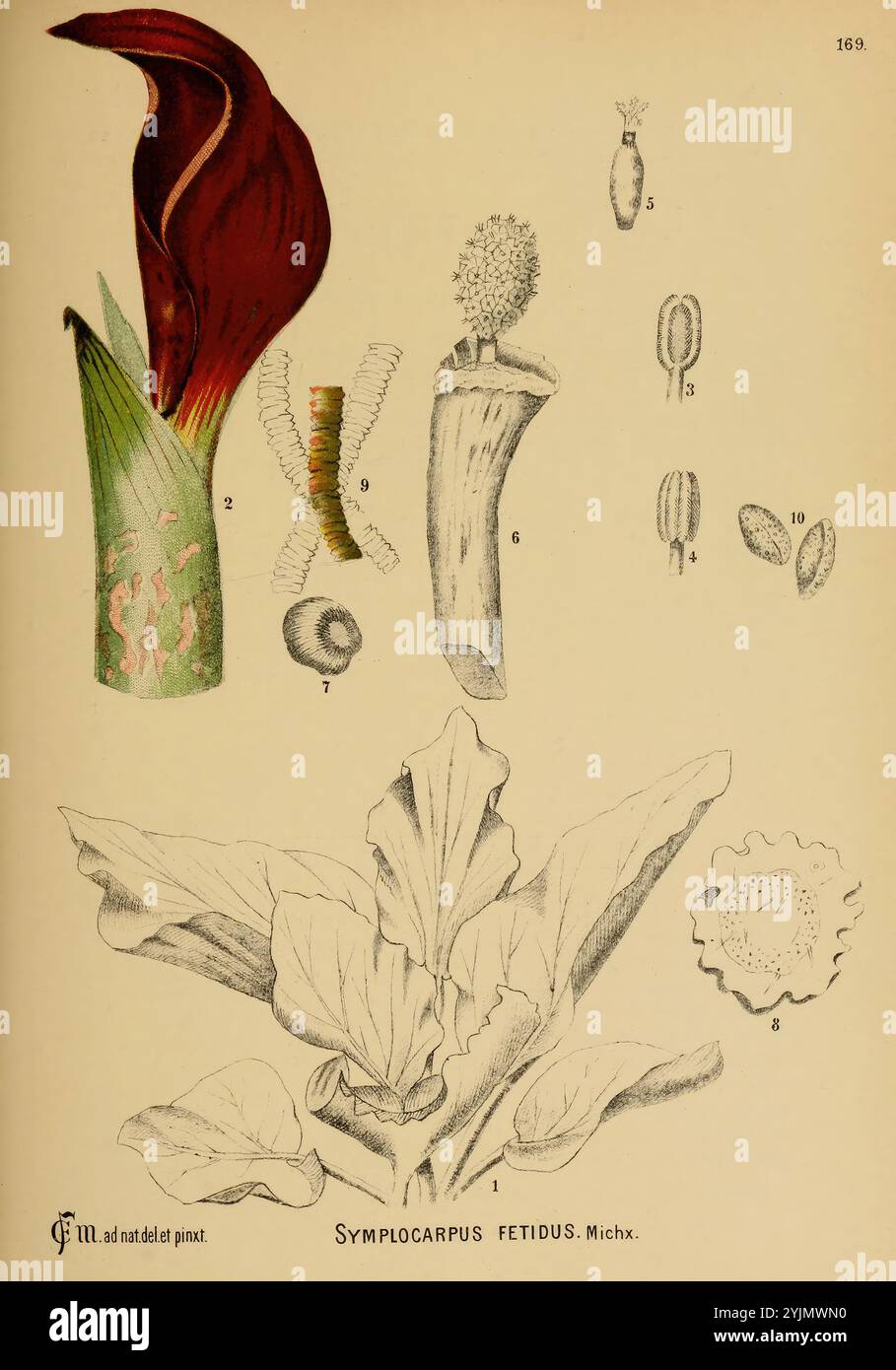 Die Abbildung zeigt verschiedene Stufen und Komponenten der Symplocarpus foetidus Pflanze, die allgemein als Stinkkohl bekannt ist. Oben links zeigt sich die große, einzigartige Blütenstruktur, die sich durch ihre tiefe burgunderrote Farbe und die markante Spie auszeichnet. Daneben zeigt eine detaillierte Darstellung den Blütenstand der Pflanze mit einem zentralen Blütenstachel, der mit winzigen Blüten bedeckt ist. Unten sind verschiedene Teile der Pflanze, einschließlich Blätter und Fortpflanzungsstrukturen, zur Identifizierung gekennzeichnet. Die Abbildung bietet Einblicke in die Morphologie der Pflanze und hebt Merkmale wie die Breite hervor Stockfoto