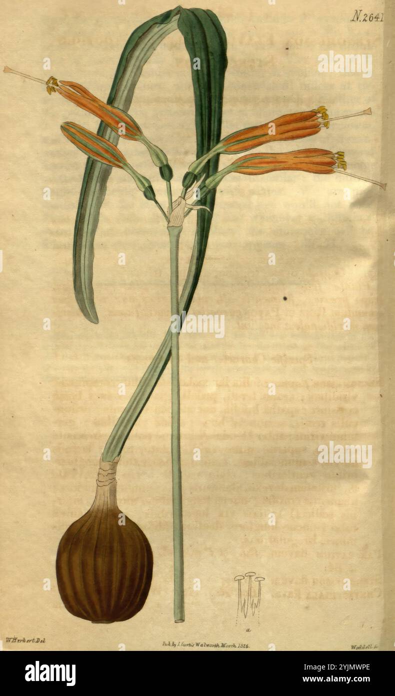 Eine botanische Illustration mit einer blühenden Pflanze mit einer bauchigen Basis. Der schlanke Stamm der Pflanze zeigt lange, schmale Blätter, die sich anmutig nach oben krümmen. An der Spitze des Stängels erscheinen mehrere lange Blütenknospen, die leuchtende orange Blütenblätter mit gelben Spitzen und zarten grünlichen Staubblättern zeigen. Der Hintergrund ist weich strukturiert, wodurch der Fokus auf die komplizierten Details der Pflanze, einschließlich ihrer Knolle und der Anordnung der Blätter und Blüten, verstärkt wird. Ein begleitendes Etikett oder eine Anmerkung kennzeichnet die Art und spiegelt die akribische Untersuchung wider, die für die botanische Kunst charakteristisch ist Stockfoto