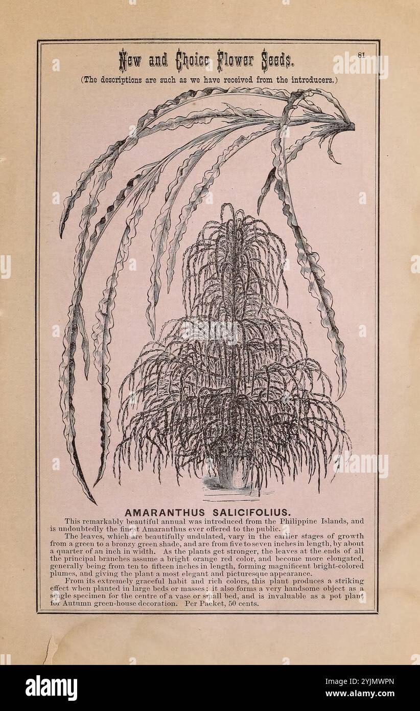 Diese Abbildung zeigt eine detaillierte Darstellung der Amaranthus salicifolius Pflanze, auch bekannt als Weidenblättriger Amaranth. Das komplizierte Design zeigt die langen, schlanken, hängenden Blütenstände der Pflanze, die mit zarten Blüten verziert sind. Der Text oben hebt die Ursprünge und Merkmale der Pflanze hervor und betont ihren ornamentalen Wert. Das Gesamtdesign erinnert an botanische Eleganz und ist somit eine geeignete Wahl für Gartenliebhaber und alle, die sich für einzigartige Blumensorten interessieren. In der Beschreibung wird die Attraktivität für Herbstdekorationen und Dekorationszwecke hervorgehoben Stockfoto