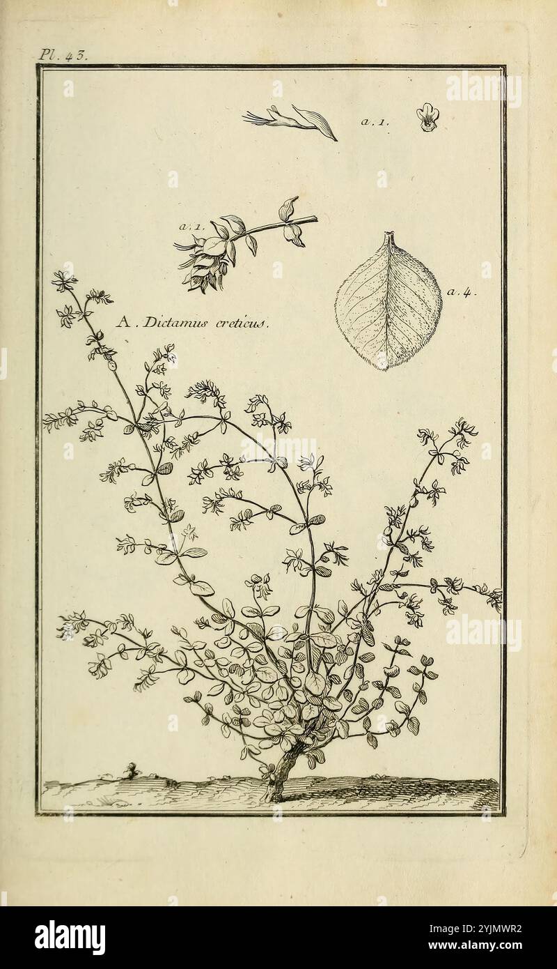 Die Abbildung zeigt eine botanische Studie mit dem Titel „A. Dittamo ereticus“, die eine detaillierte Darstellung der Pflanze darstellt. In der Mitte zeigt ein verzweigter Stamm eine Gruppe kleiner, zarter Blumen, die komplexe Blumenstrukturen zeigen. Die zentrale Pflanze ist mit Zeichnungen versehen: Eine zeigt eine Nahaufnahme einer Blütenknospe, eine andere zeigt ein Blatt mit ausgeprägten Adern und eine dritte zeigt ein separates florales Merkmal. Die Zusammensetzung hebt die besonderen Merkmale der Pflanze hervor, einschließlich ihrer Blattstrukturen und Blumenarrangements, was zu einem umfassenden Verständnis der Pflanze beiträgt Stockfoto