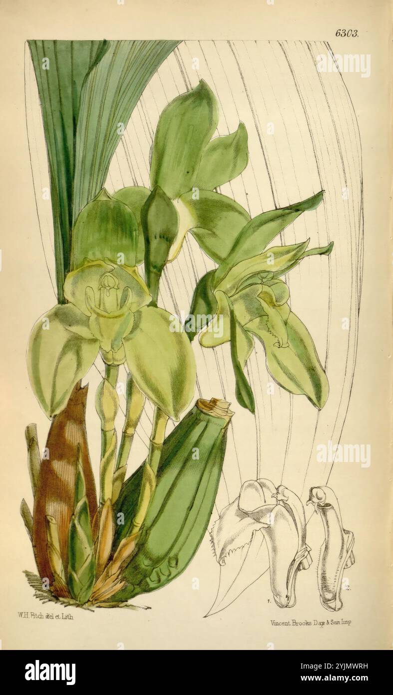 Die Abbildung zeigt eine komplexe botanische Darstellung einer tropischen Orchideenart. Die markanten Blüten zeichnen sich durch ihre zarten, blassgrünen Blütenblätter und ihre einzigartige Blütenstruktur aus, die aus einem robusten Stamm hervorgeht. Die Hauptzeichnung wird von detaillierten Skizzen der anatomischen Merkmale der Orchidee flankiert, einschließlich einer Nahaufnahme der Lippe und der Fortpflanzungsteile der Blume. Die Blumen umgeben von breiten, üppigen Blättern, die das lebhafte Ökosystem dieser Orchidee widerspiegeln und ihren exotischen Charme und ihre Komplexität betonen. Die Verwendung von weichen Linien und sanften Schattierungen macht den deutlich Stockfoto