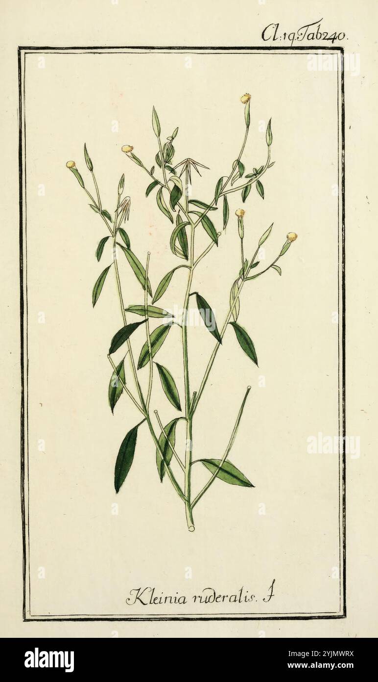 Botanische Illustration der Pflanze Kleinia ruderalis. Die Zeichnung zeigt einen schlanken Stiel, der mit schmalen Blättern verziert ist, die spitz und in einem wechselnden Muster entlang des Stiels angeordnet sind. An den Spitzen der oberen Äste sind noch geschlossene, zarte gelbe Knospen sichtbar, was auf das Blütepotenzial der Pflanze hinweist. Der botanische Name ist am Boden elegant eingeschrieben, was eine klare Identifizierung der Art ermöglicht. Die Gesamtkomposition spiegelt eine akribische Liebe zum Detail wider, die typisch für historische Pflanzendarstellungen ist und die Schönheit und Komplexität der Natur unterstreicht Stockfoto