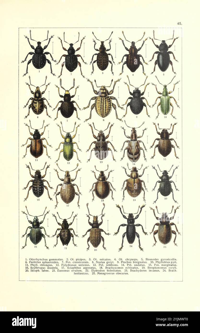 Es wird eine Sammlung verschiedener Käferarten vorgestellt, die eine Vielzahl von Farben, Formen und Größen zeigen. Jeder Käfer ist nummeriert, was seine Identifizierung angibt, und ist sorgfältig in Reihen angeordnet. Die ausgestellten Insekten umfassen verschiedene Familien und Gattungen, die ihre charakteristischen Merkmale wie Körpermuster und Färbung hervorheben. Diese Zusammenstellung dient als Referenz für Entomologen und Enthusiasten und betont die reiche Artenvielfalt, die in dieser speziellen Gruppe von Insekten zu finden ist Stockfoto