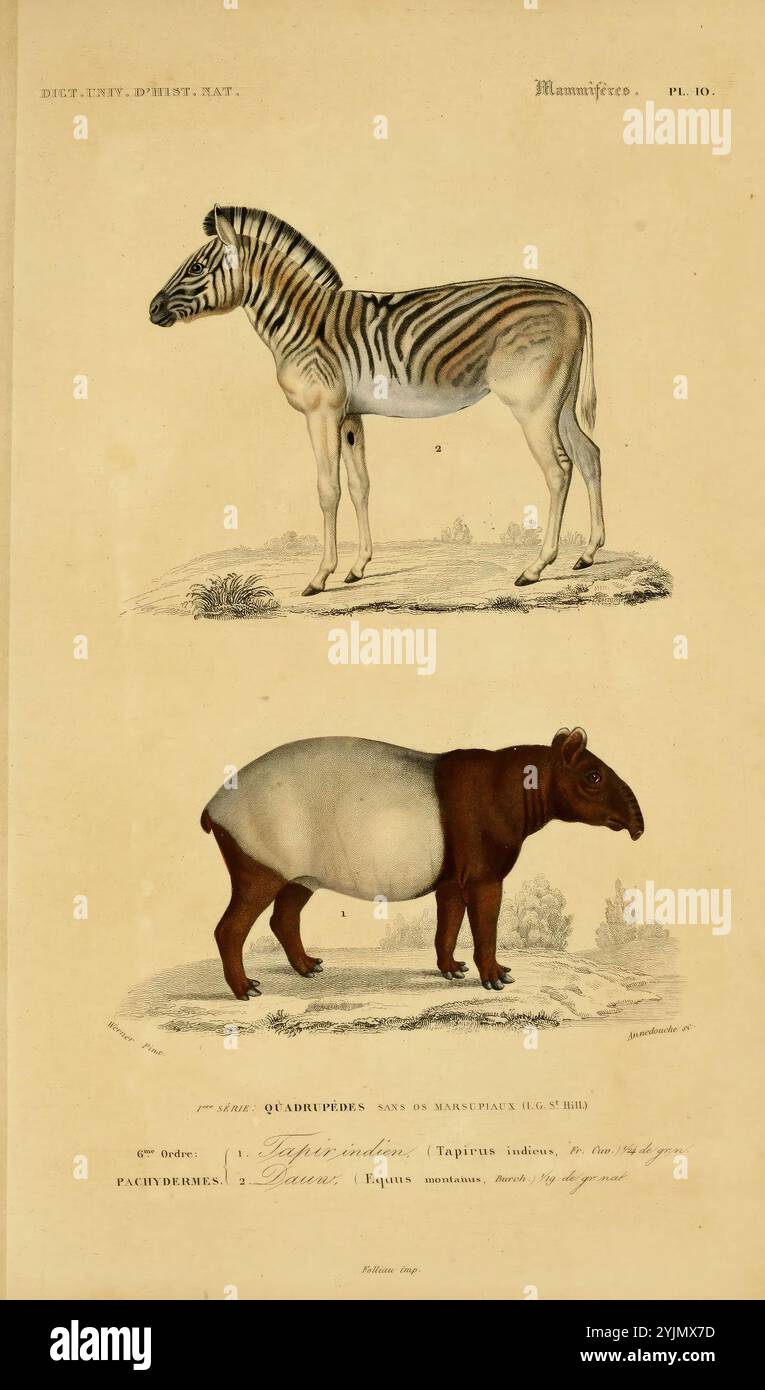 Die Illustration zeigt ein Zebra und ein Tapir nebeneinander, wobei ihre besonderen physischen Merkmale und anatomischen Unterschiede hervorgehoben werden. Das Zebra, das sich durch seine auffälligen schwarz-weißen Streifen auszeichnet, ist hoch und stolz, während der Tapir einen abgerundeten Körper mit einer gedämpfteren Färbung und einer kürzeren Schnauze aufweist. Beide Tiere werden detailliert und wissenschaftlich dargestellt, was ihre einzigartigen Eigenschaften im Tierreich unterstreicht. Der Begleittext gibt die Klassifizierung dieser Arten und ihre jeweiligen Merkmale an, was die Vielfalt der Vierbeiner veranschaulicht Stockfoto
