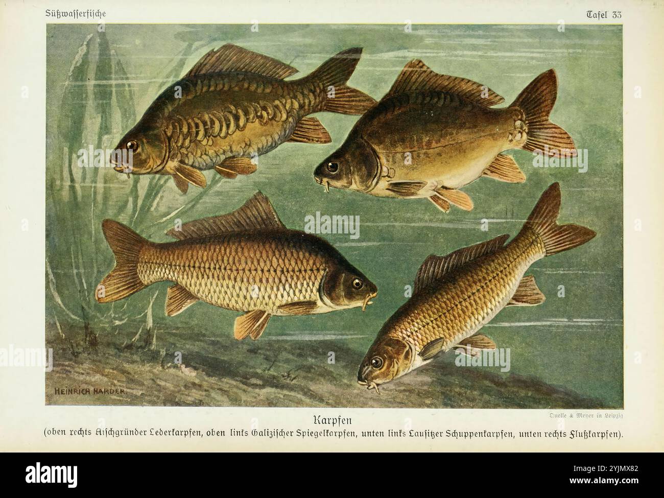 Diese Abbildung zeigt eine Reihe von vier verschiedenen Karpfenarten, die jeweils mit Liebe zum Detail dargestellt werden. Von links nach rechts sind die Fische mit ihren jeweiligen Namen in deutscher Sprache gekennzeichnet, was die Variationen in Färbung und Körperform verdeutlicht. Der Hintergrund ist ein sanfter, natürlicher Ton, der die lebensechte Darstellung des Karpfens verbessert, indem seine Flossen, Schuppen und die einzigartigen Merkmale jeder Art hervorgehoben werden. Diese pädagogischen Kunstwerke veranschaulichen die Vielfalt innerhalb der Karpfenfamilie und bieten wertvolle Informationen für Enthusiasten und Gelehrte gleichermaßen Stockfoto