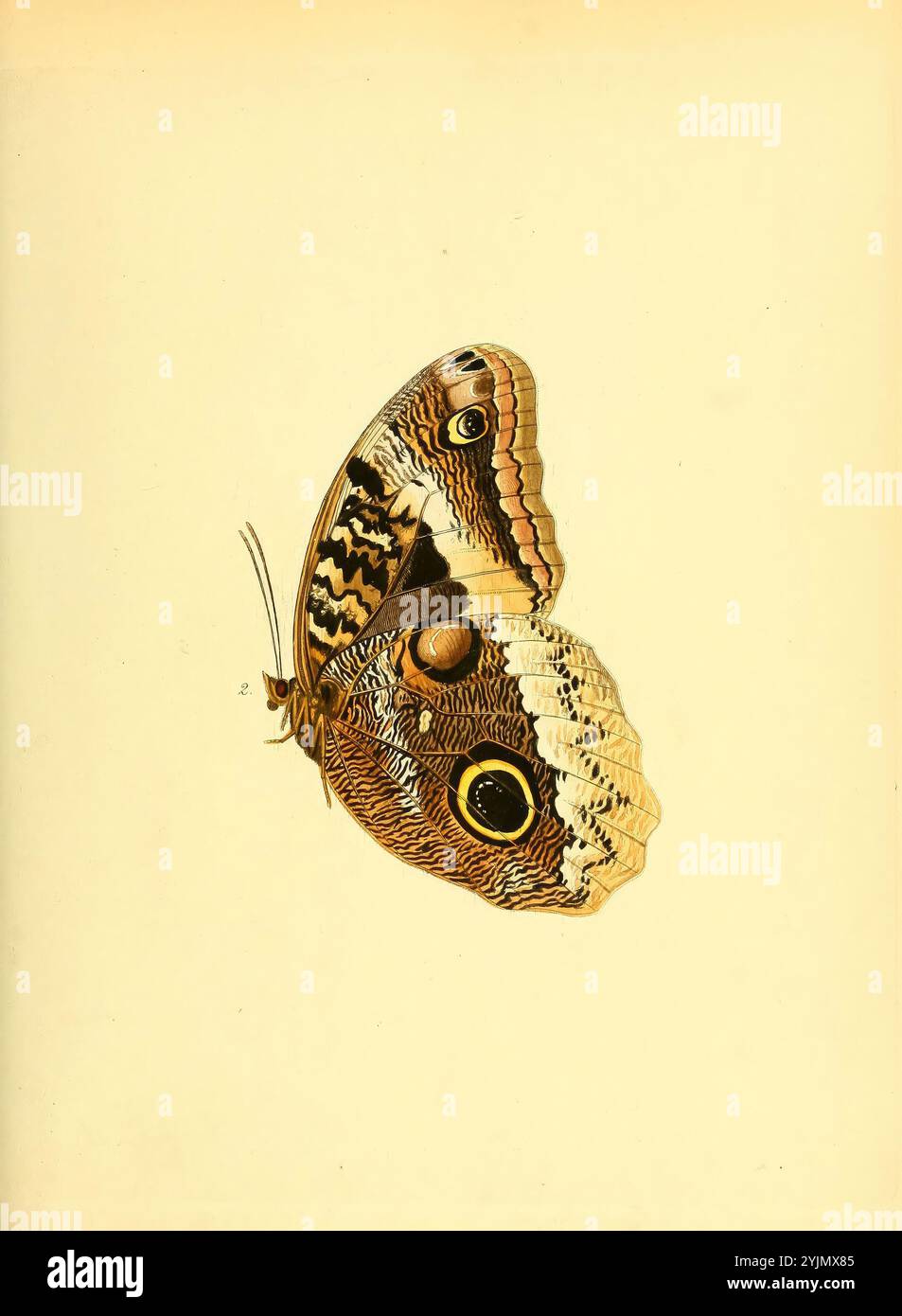 Eine wunderschön detaillierte Illustration eines Schmetterlings mit komplizierten Mustern und Texturen auf seinen Flügeln. Der Schmetterling hat eine satte braune Farbe mit leuchtenden Tönen und auffälligen augenähnlichen Markierungen, die die Aufmerksamkeit auf seine zarte Struktur lenken. Seine Flügel sind teilweise gespreizt, was die Komplexität seines Designs offenbart, während seine Antennen anmutig nach außen ragen. Der weiche Hintergrund lässt die lebendigen Details des Schmetterlings auffallen und unterstreicht die Eleganz und Kunstfertigkeit dieses Naturwunders Stockfoto