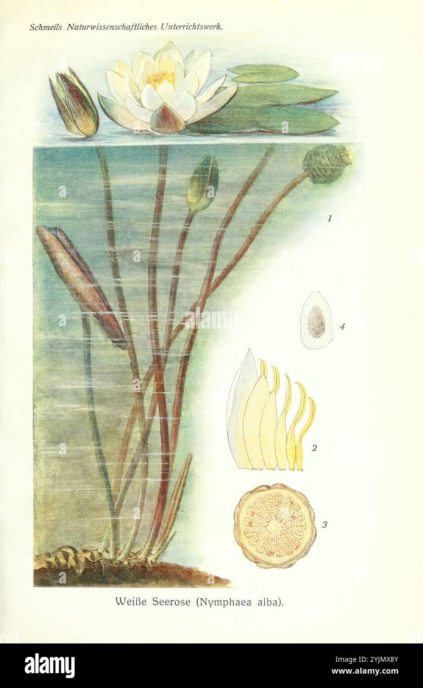 Diese Abbildung zeigt die Weißwasserlilie, wissenschaftlich bekannt als Nymphaea alba. Es zeigt deutlich verschiedene Phasen des Lebenszyklus der Pflanze, einschließlich der charakteristischen abgerundeten Blätter, der zarten weißen Blüten mit gelben Mittelpunkten und einer detaillierten Ansicht der Blumenabschnitte. Zusätzlich enthält das Kunstwerk eine abstrakte Darstellung des Samens und der Unterwasserstruktur der Pflanze, die die komplizierte Schönheit und Komplexität dieser Wasserart zeigt. Die beigefügten Etiketten enthalten botanische Identifikatoren für verschiedene Pflanzenteile, die ihre Bedeutung für den natürlichen Hi-Wert unterstreichen Stockfoto